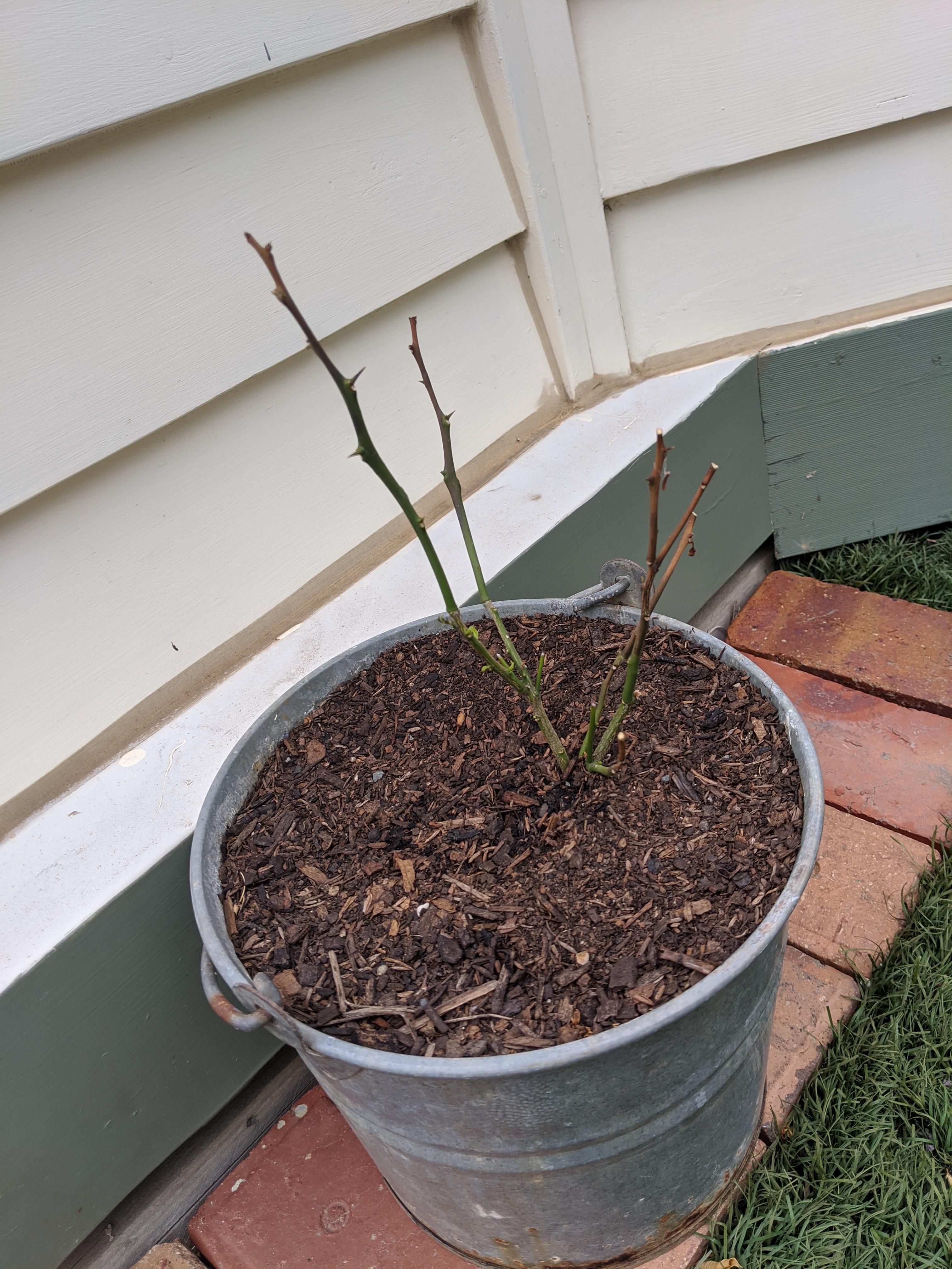 Lemon tree might be dying. Idk why the branches are going brown? Any