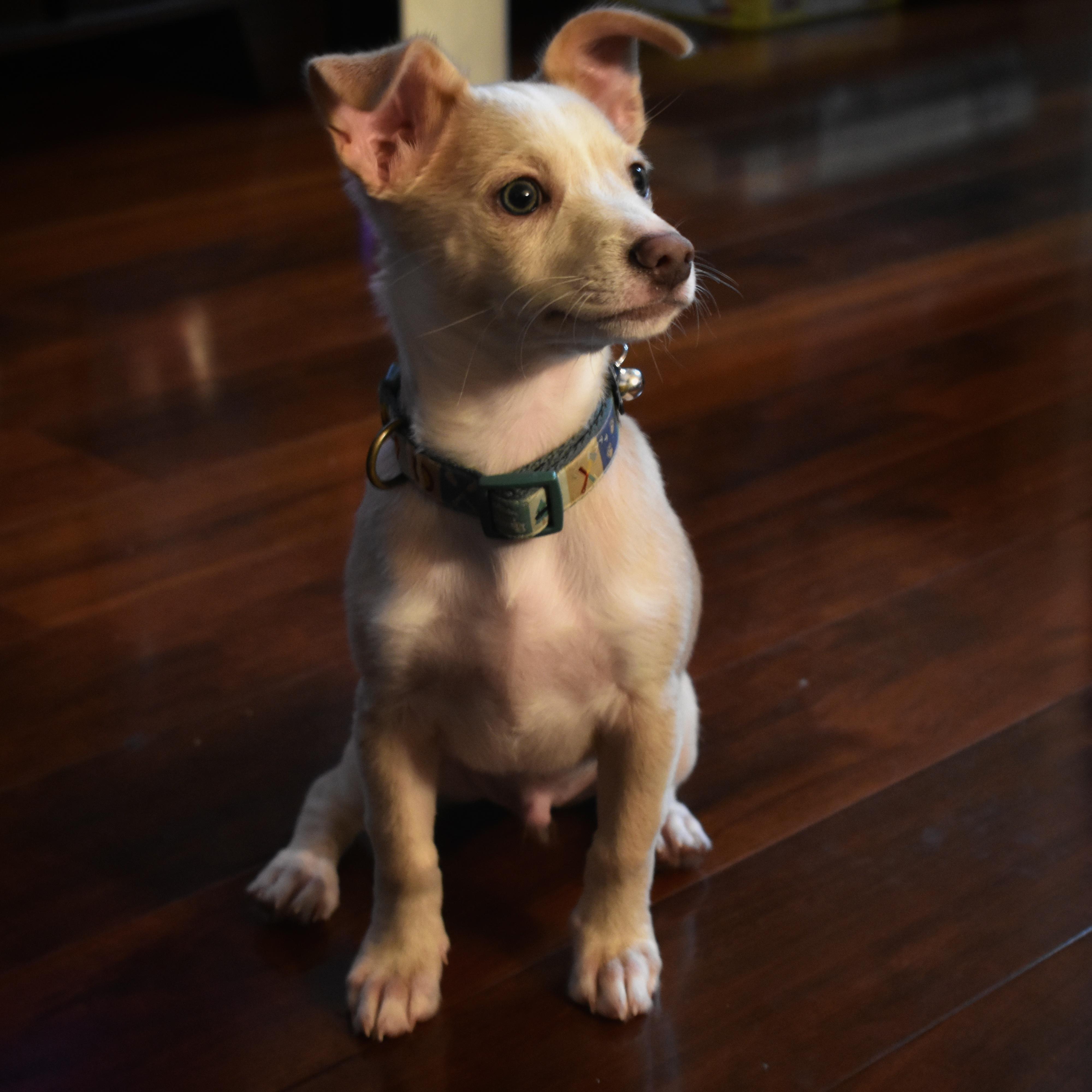 Khám phá hơn 80+ cinnamoroll breed đỉnh nhất B1 Business One