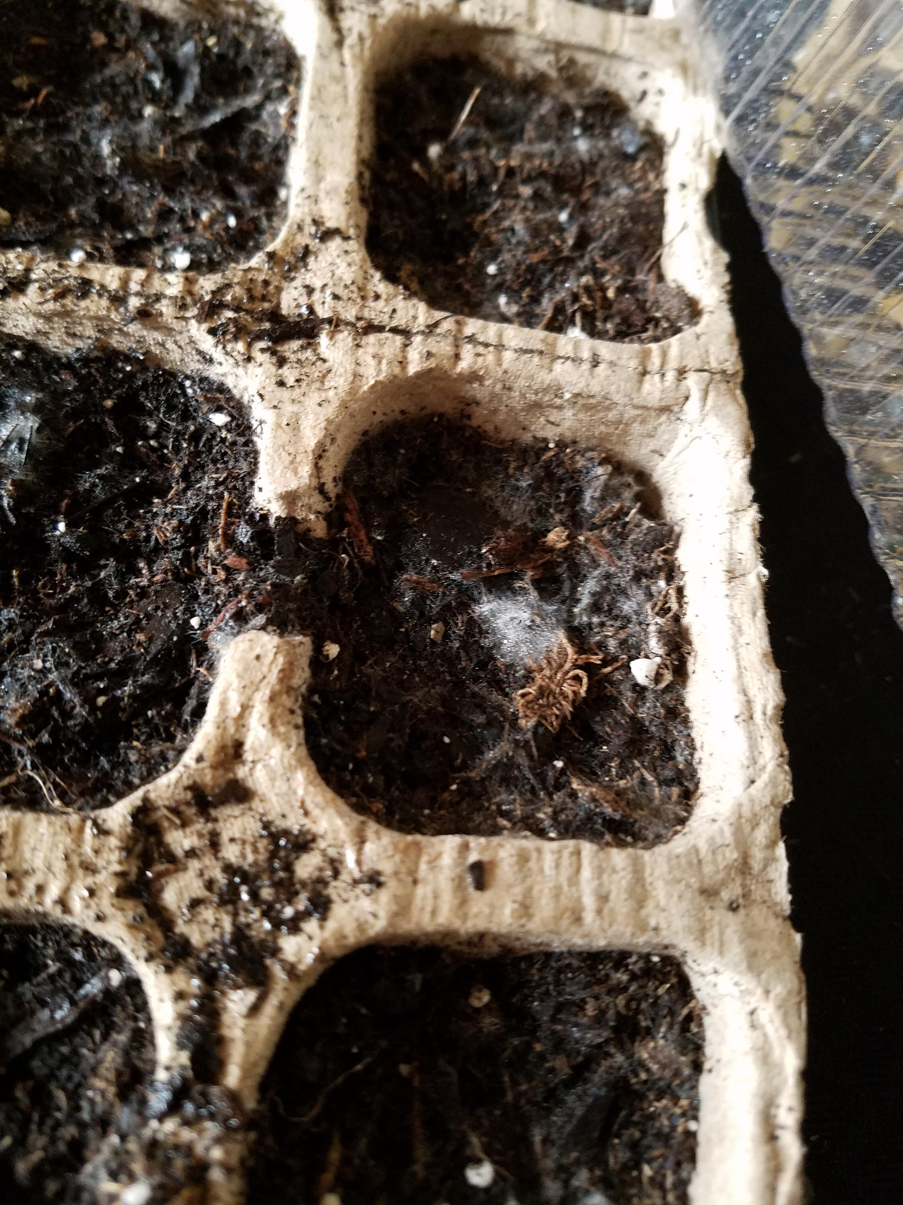 I planted my seeds early this year.. is that mold? r/gardening
