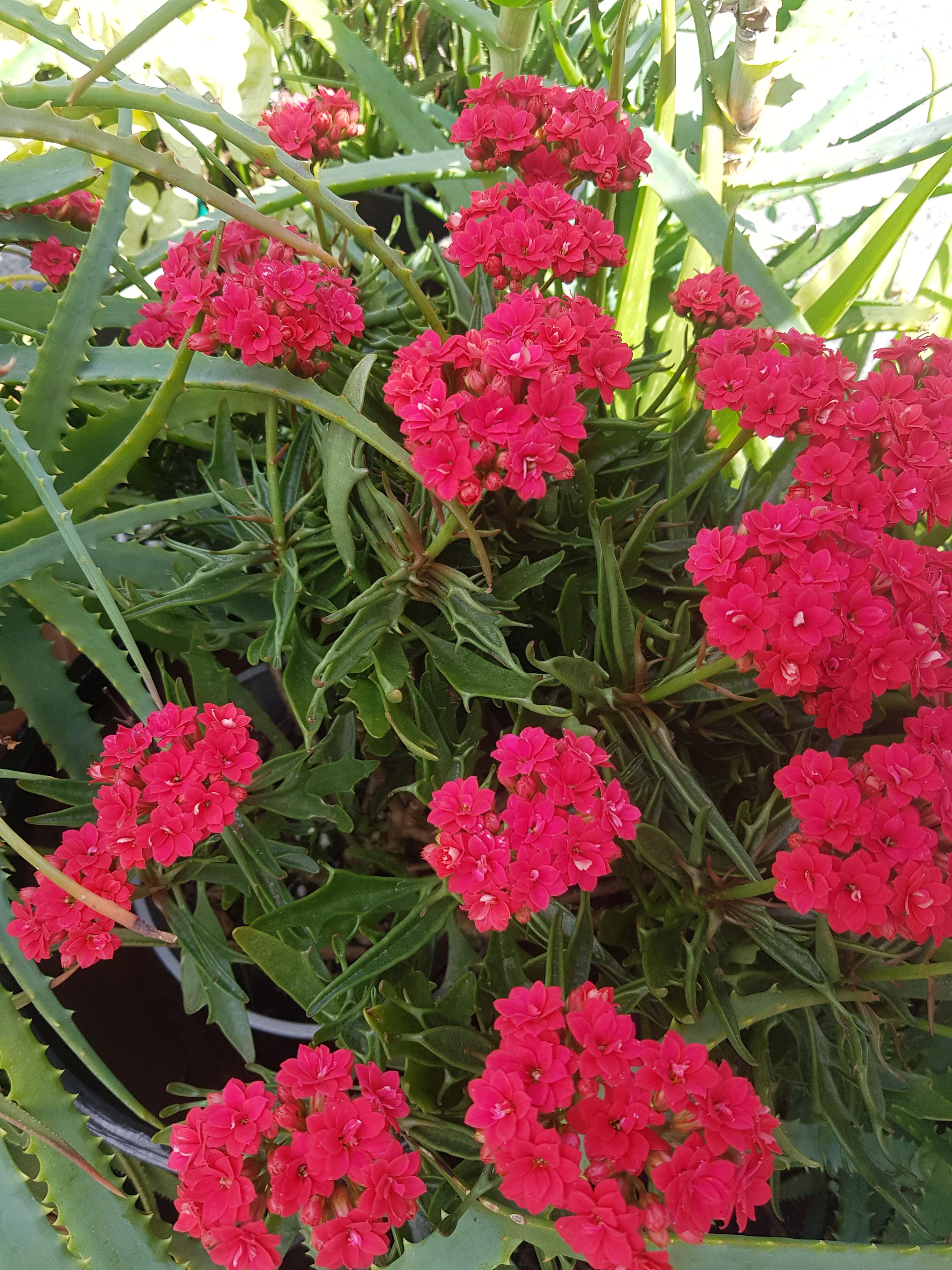 Perth Australia. Potted Succulent flowering in winter. Foliage is in