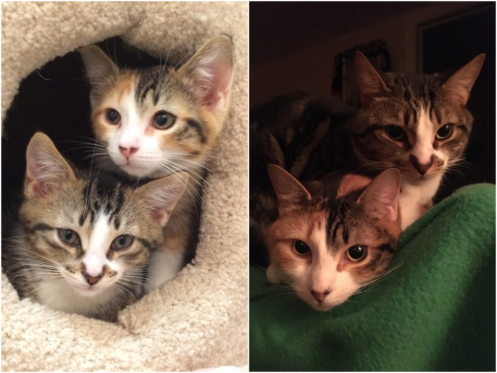Millie & Morty Siblings rescued from a feral cat colony. I intended to adopt just one, but she