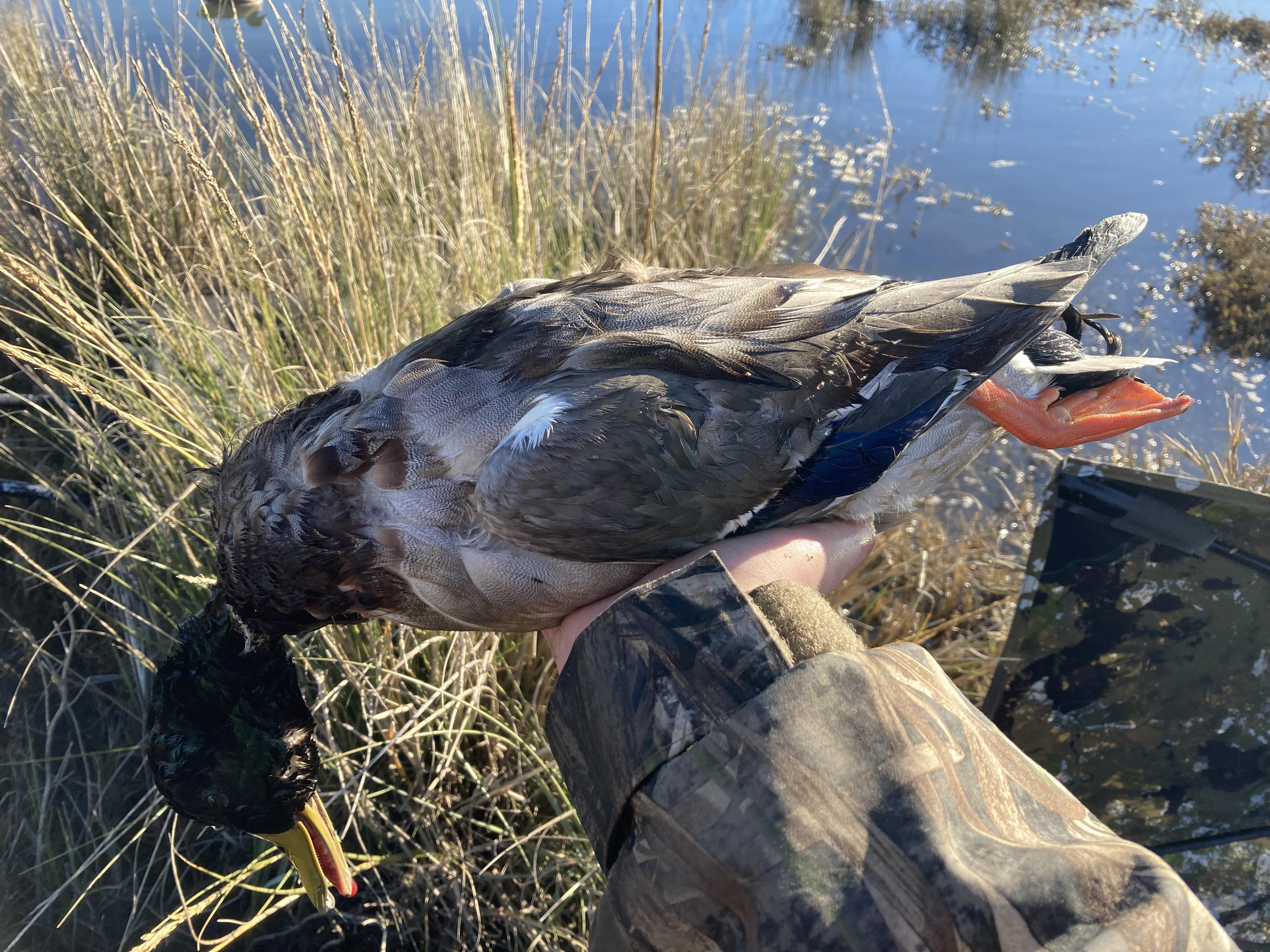 last duck of duck hunting season r/Hunting