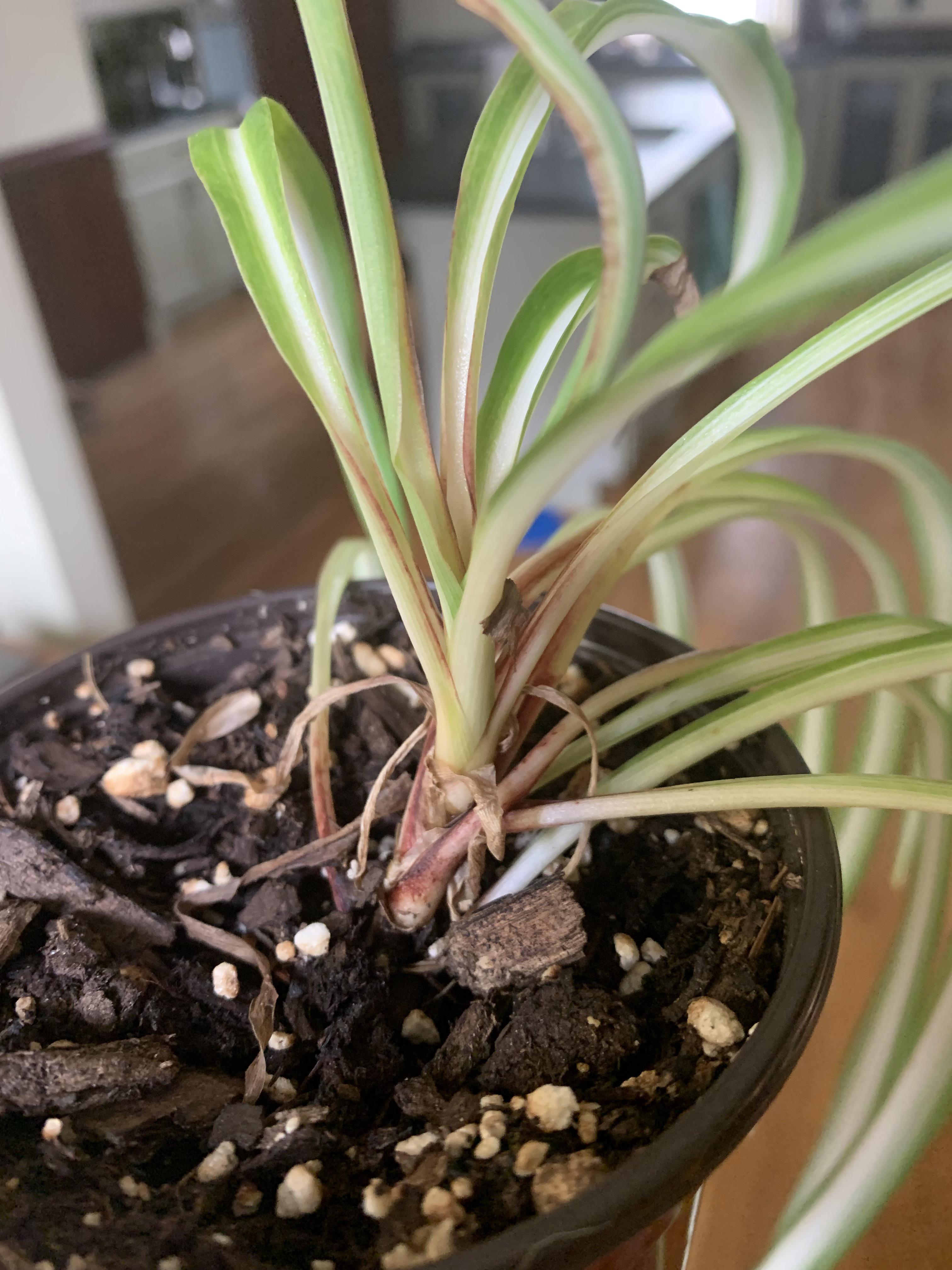 Any ideas on why my spider plant leaves are red at the base? r