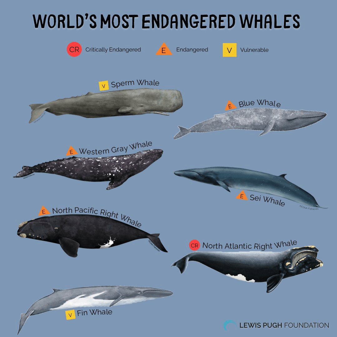 Seven cetaceans. These most endangered whale species have huge