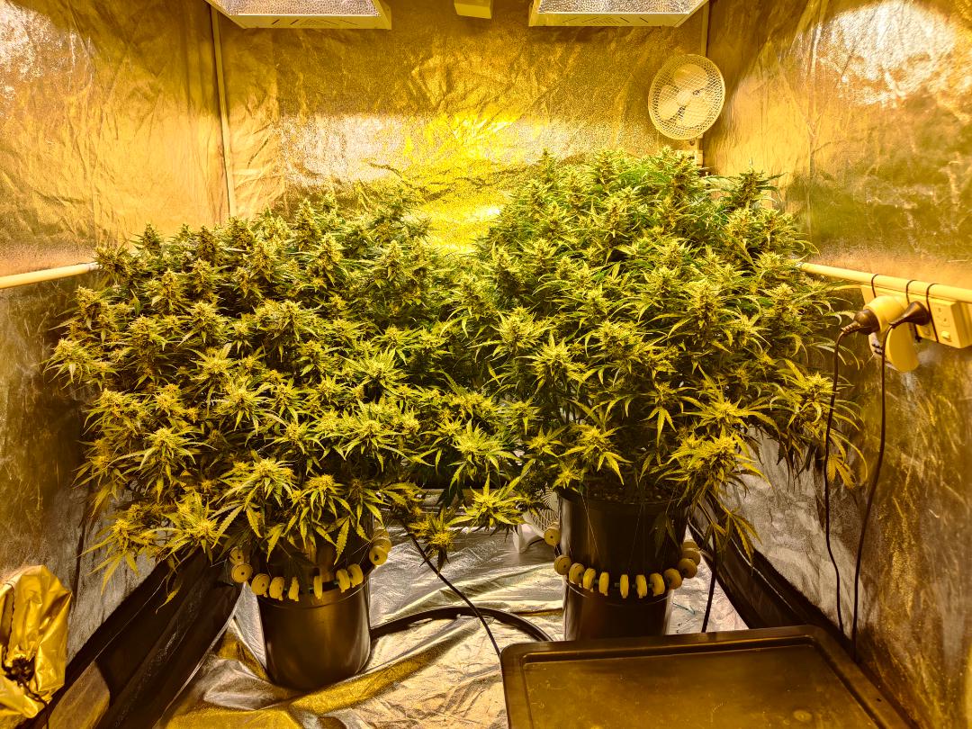 autos produce r/ausents