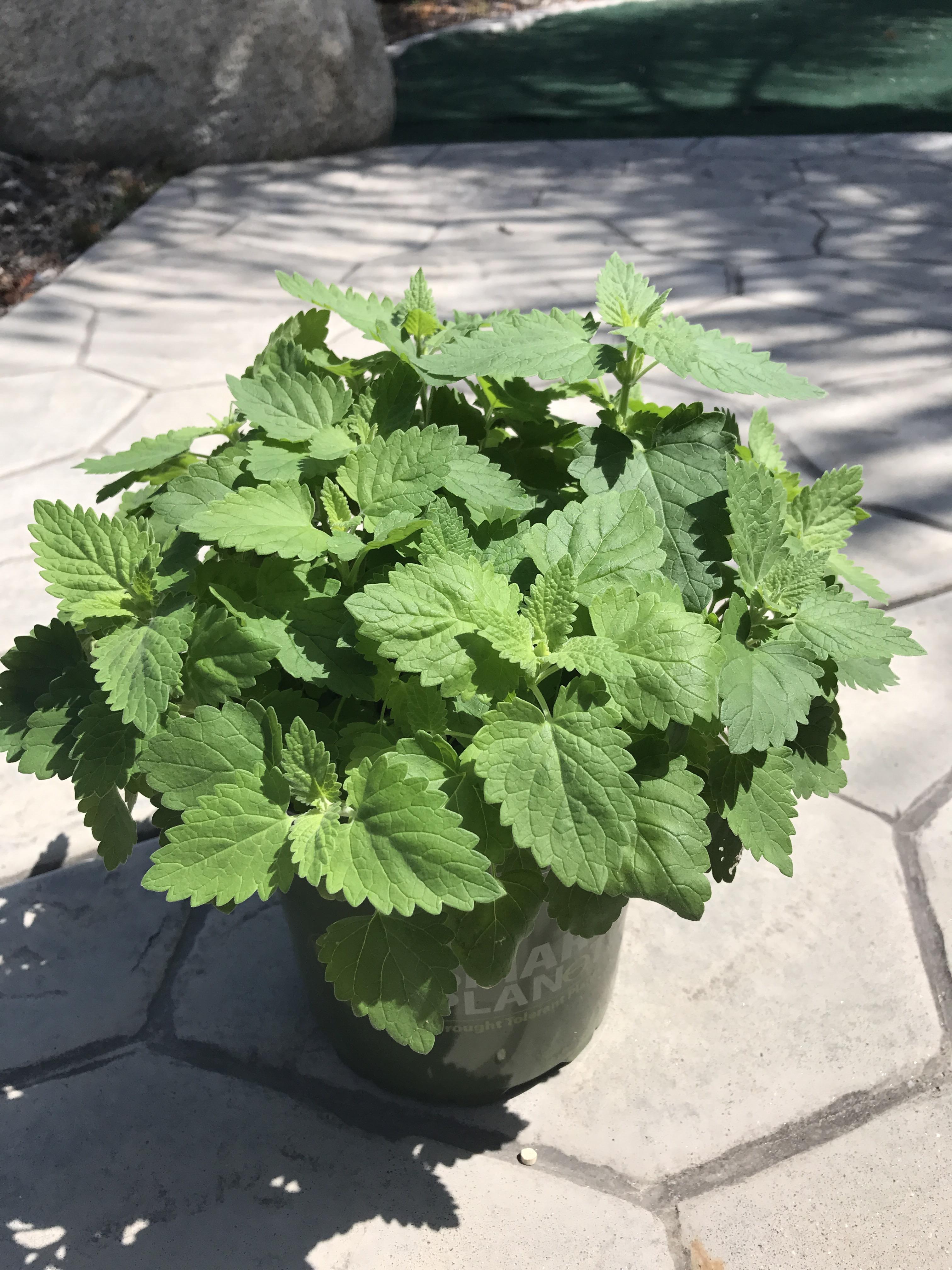 Thanks to r/gardening my catnip plant finally took off! gardening
