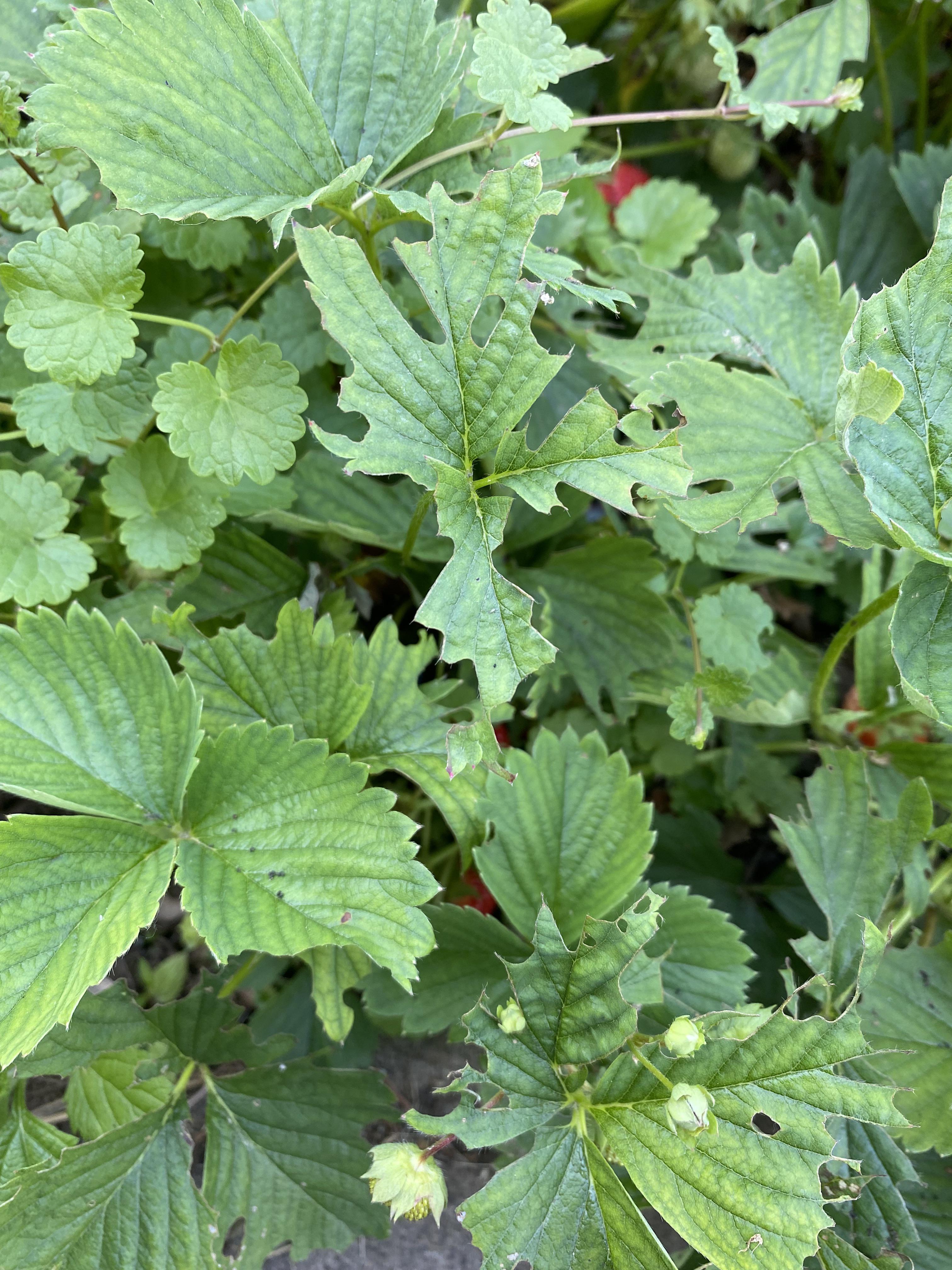 What is eating my strawberry plants, and how can I fix this? r/gardening