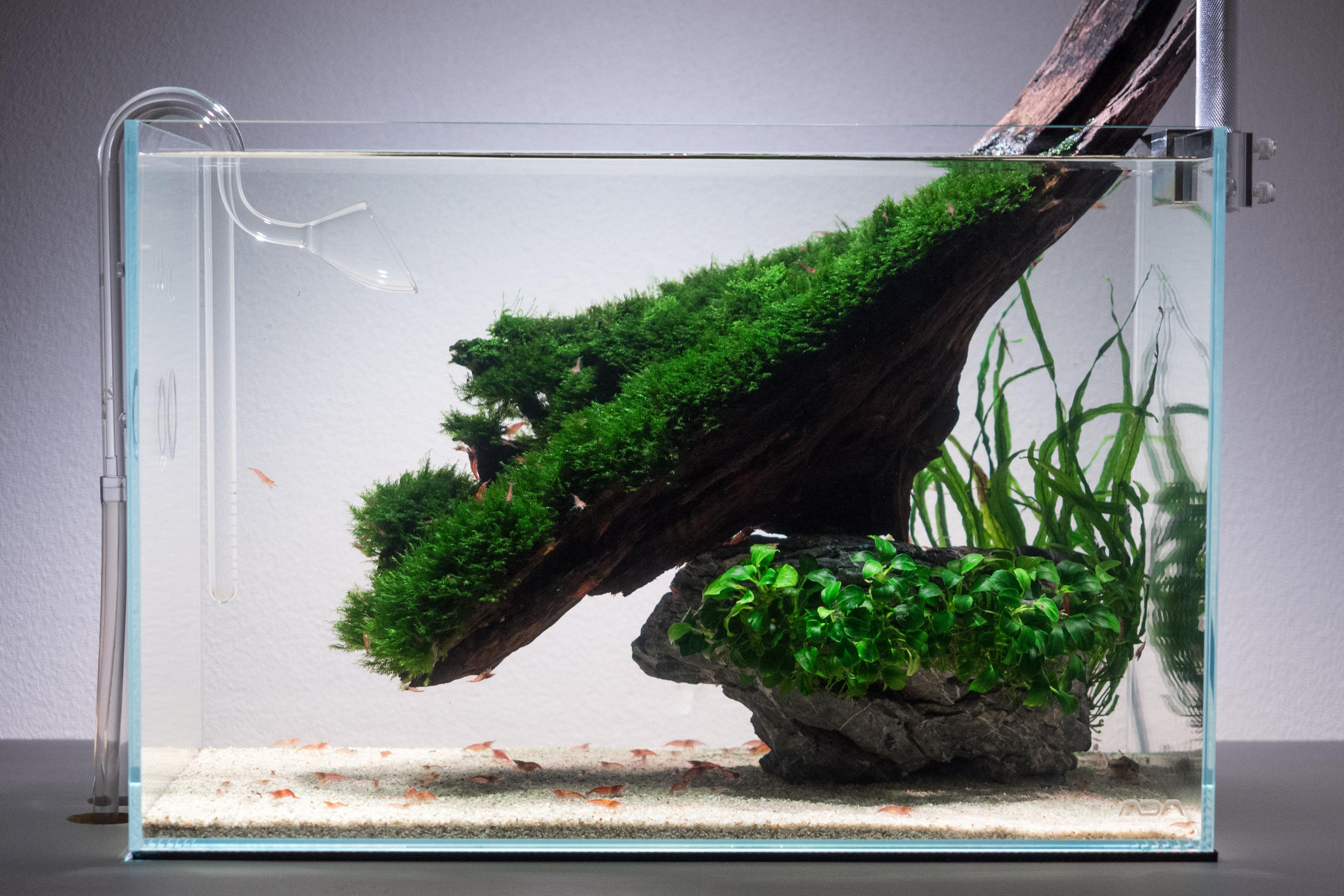 My lowtech ADA 45P PlantedTank