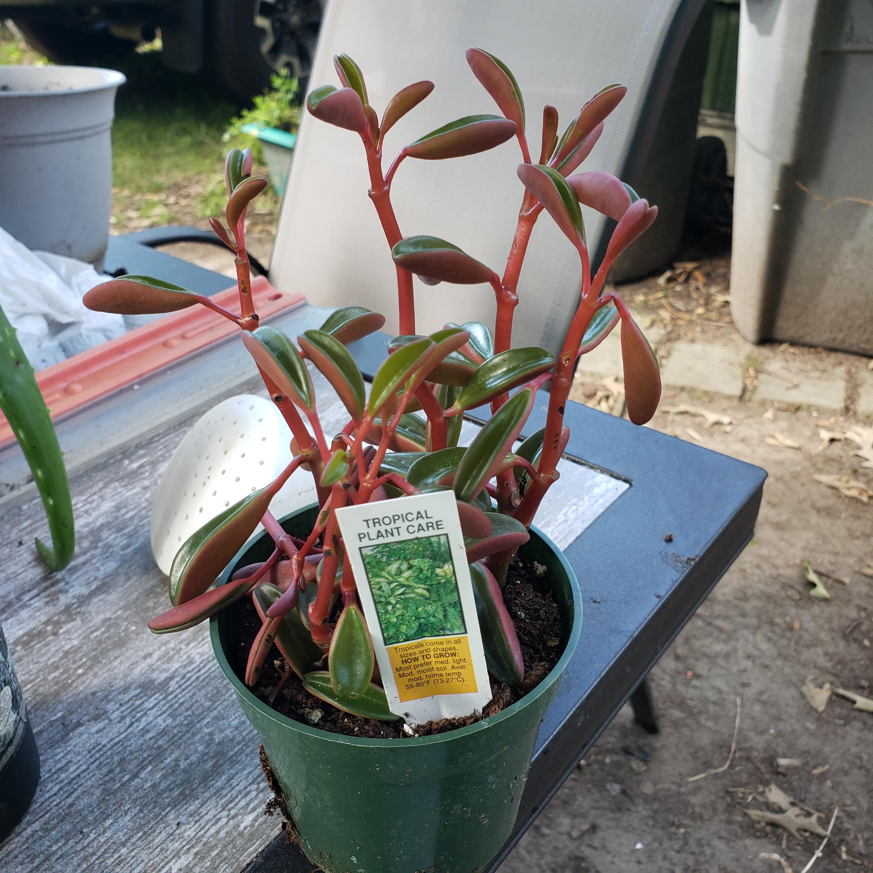 Lovely "tropical plant" from Kroger. Can anyone tell me what this