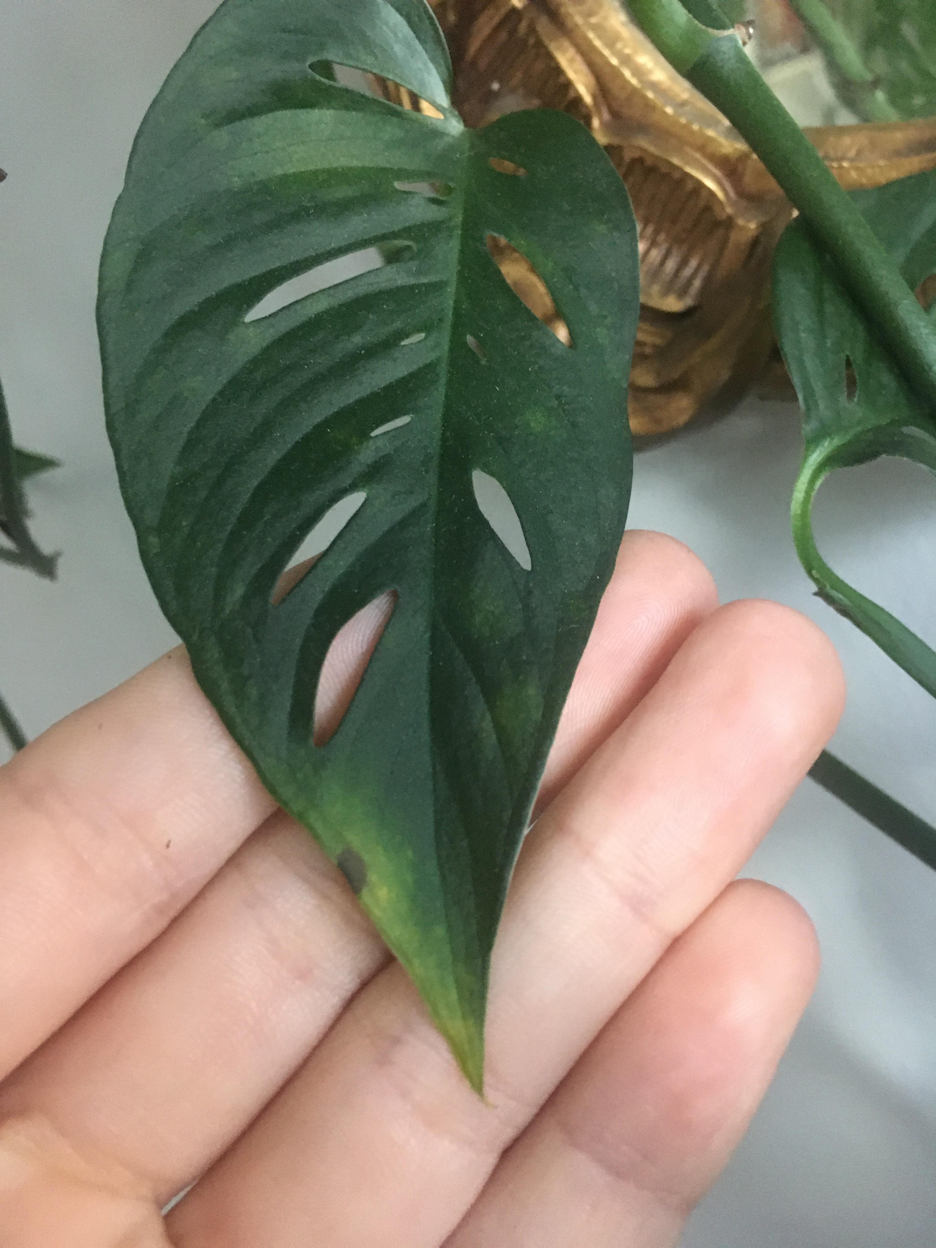 Yellowing edges on Swiss cheese vine? Any advice?