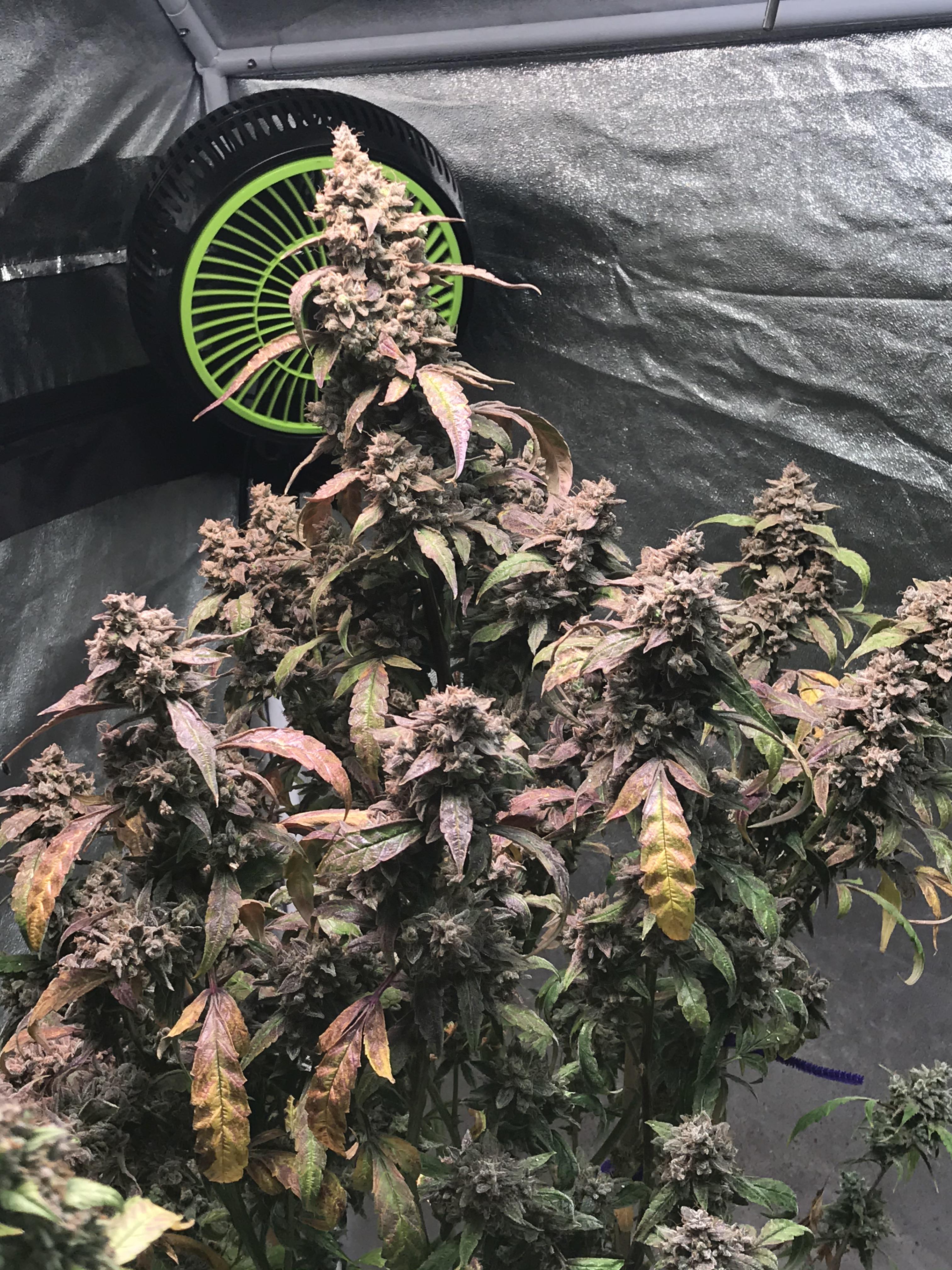 night owl seeds triple grape day 99 r/ChefAnnaWithTheSub