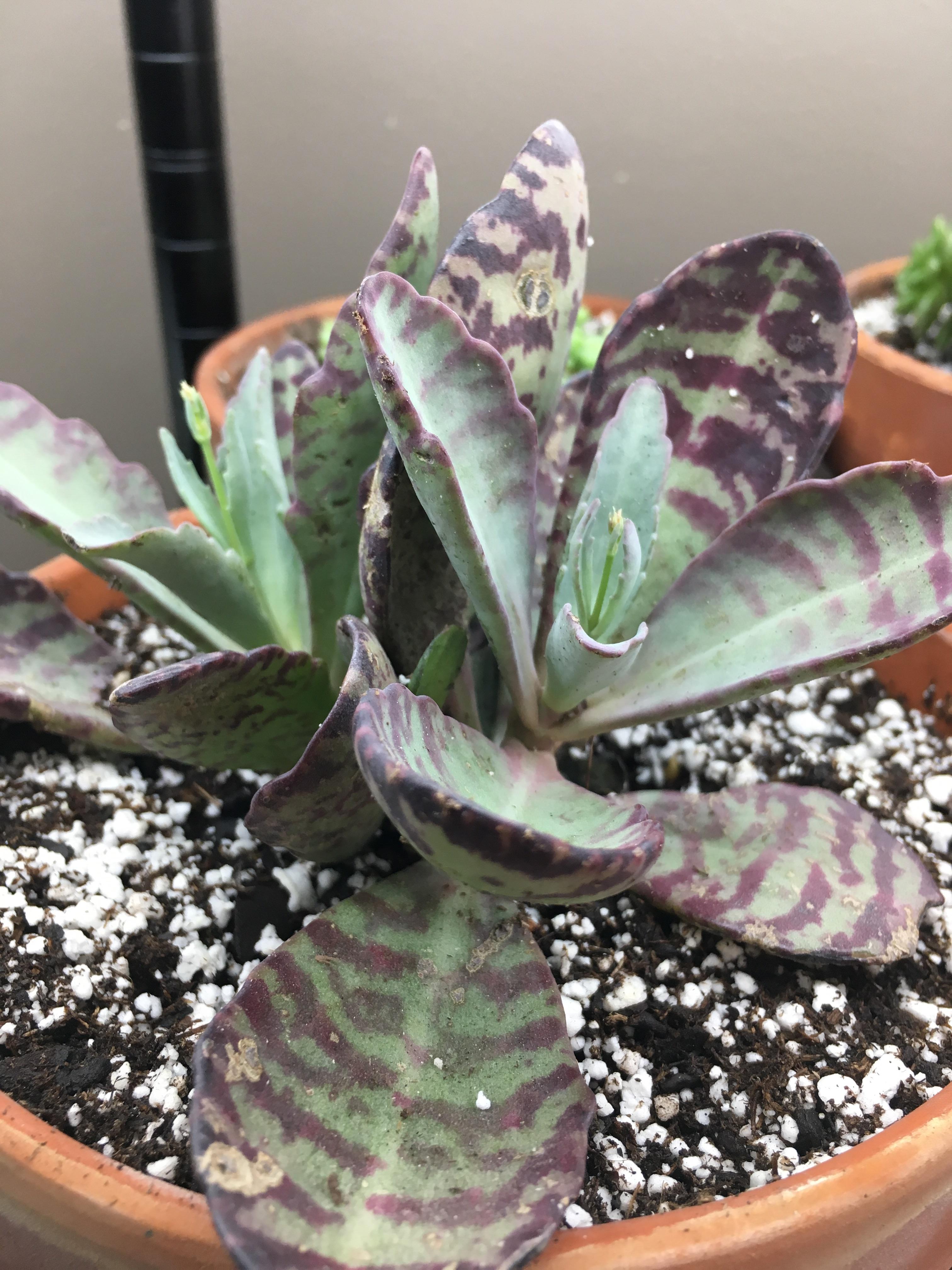 Do I have a Kalanchoe? [ID] r/succulents