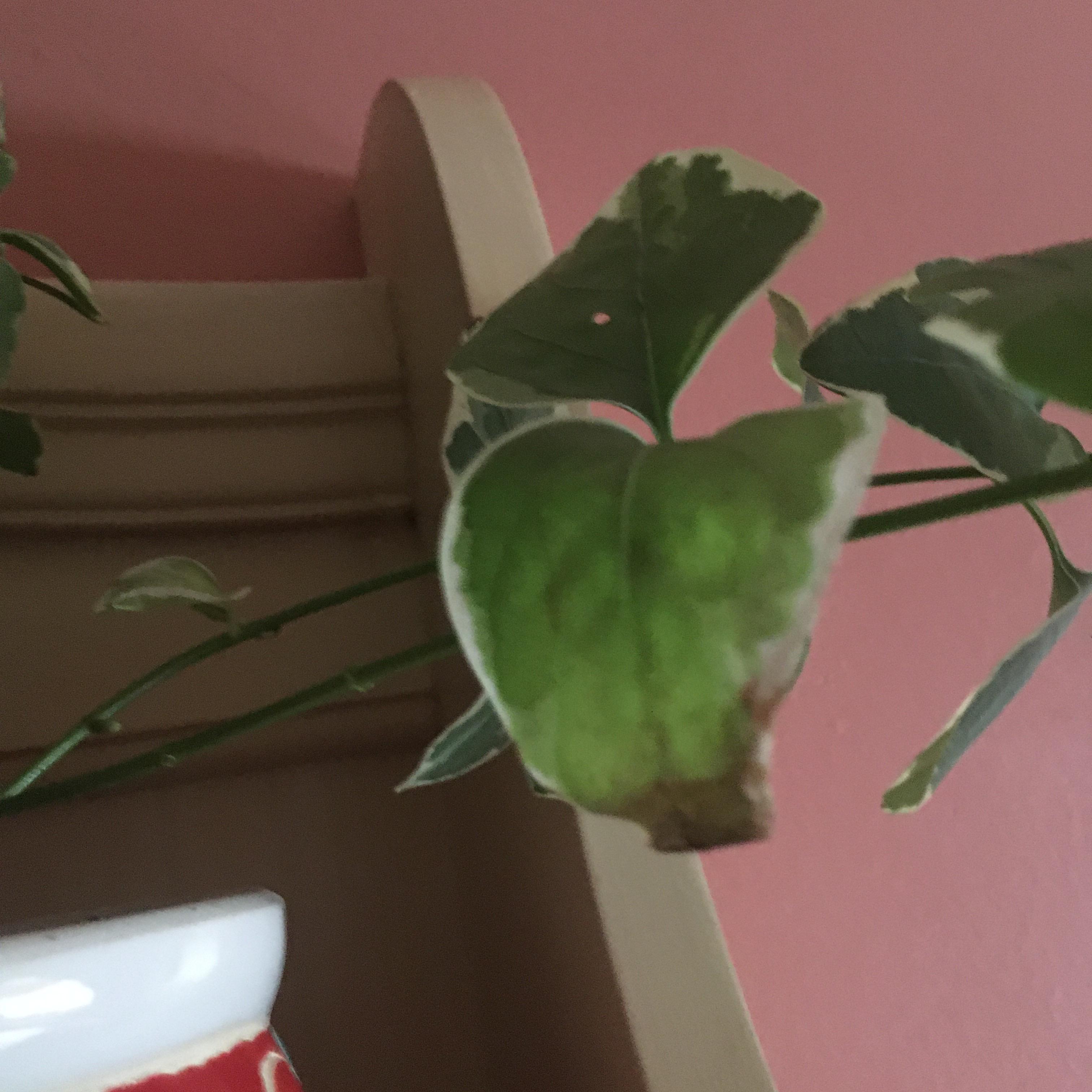 What’s wrong with my vinca vine? r/houseplants