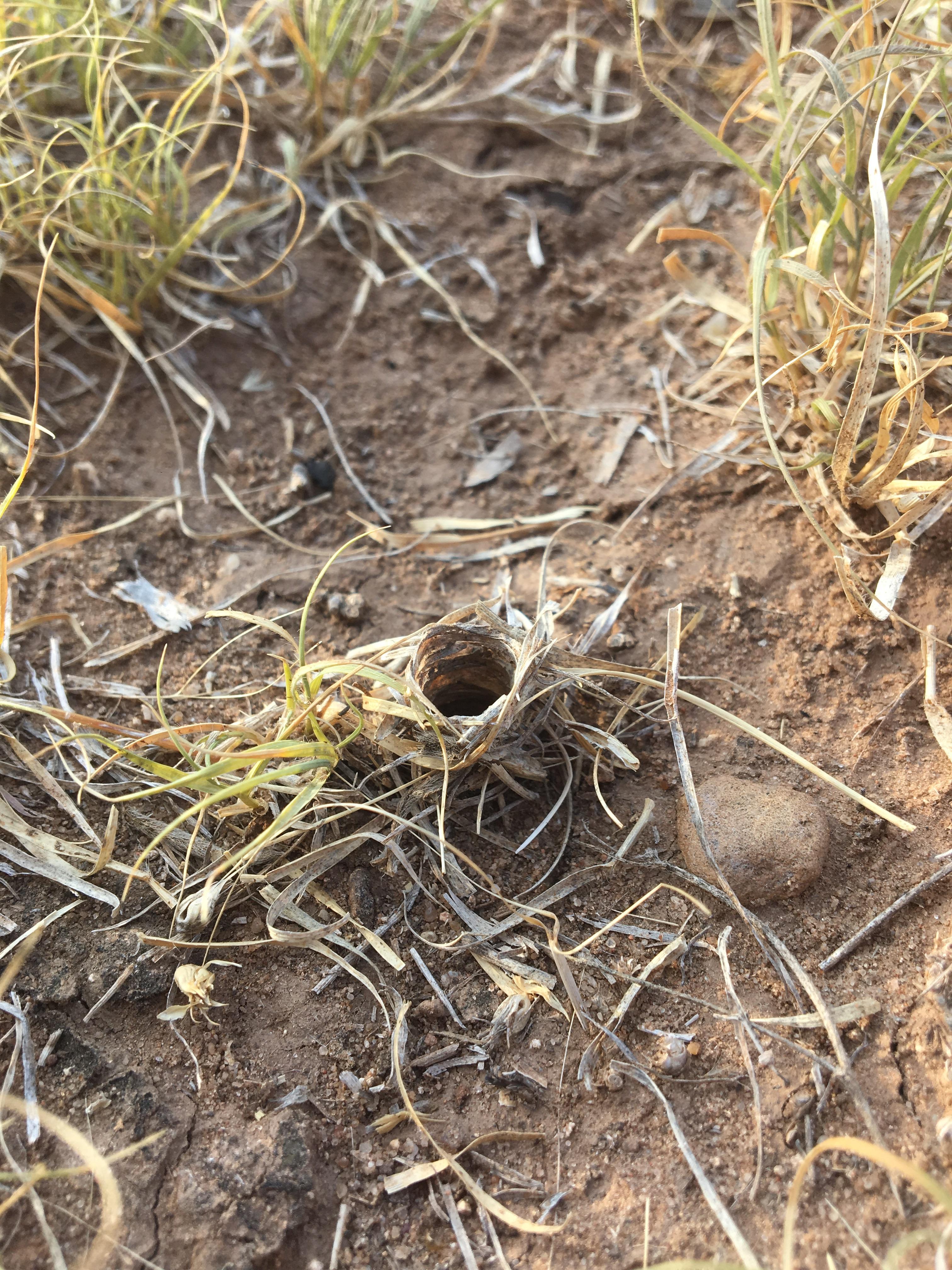 Does anybody know what makes these little holes in the ground? I am