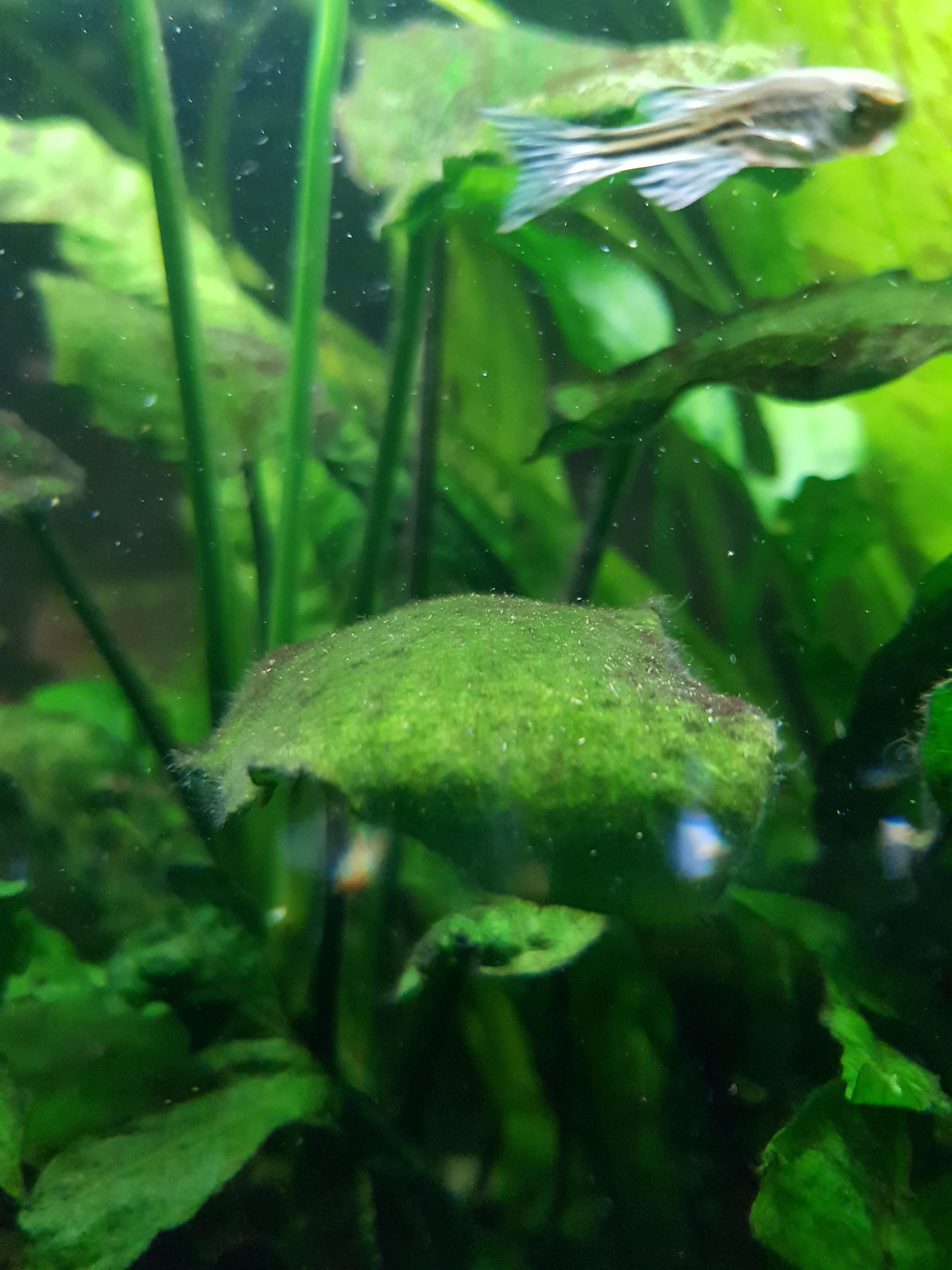 How can i get rid of the algae on my anubias leaves? r/PlantedTank