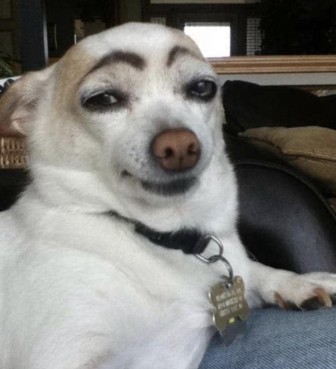 My dog stepped on a bee funny