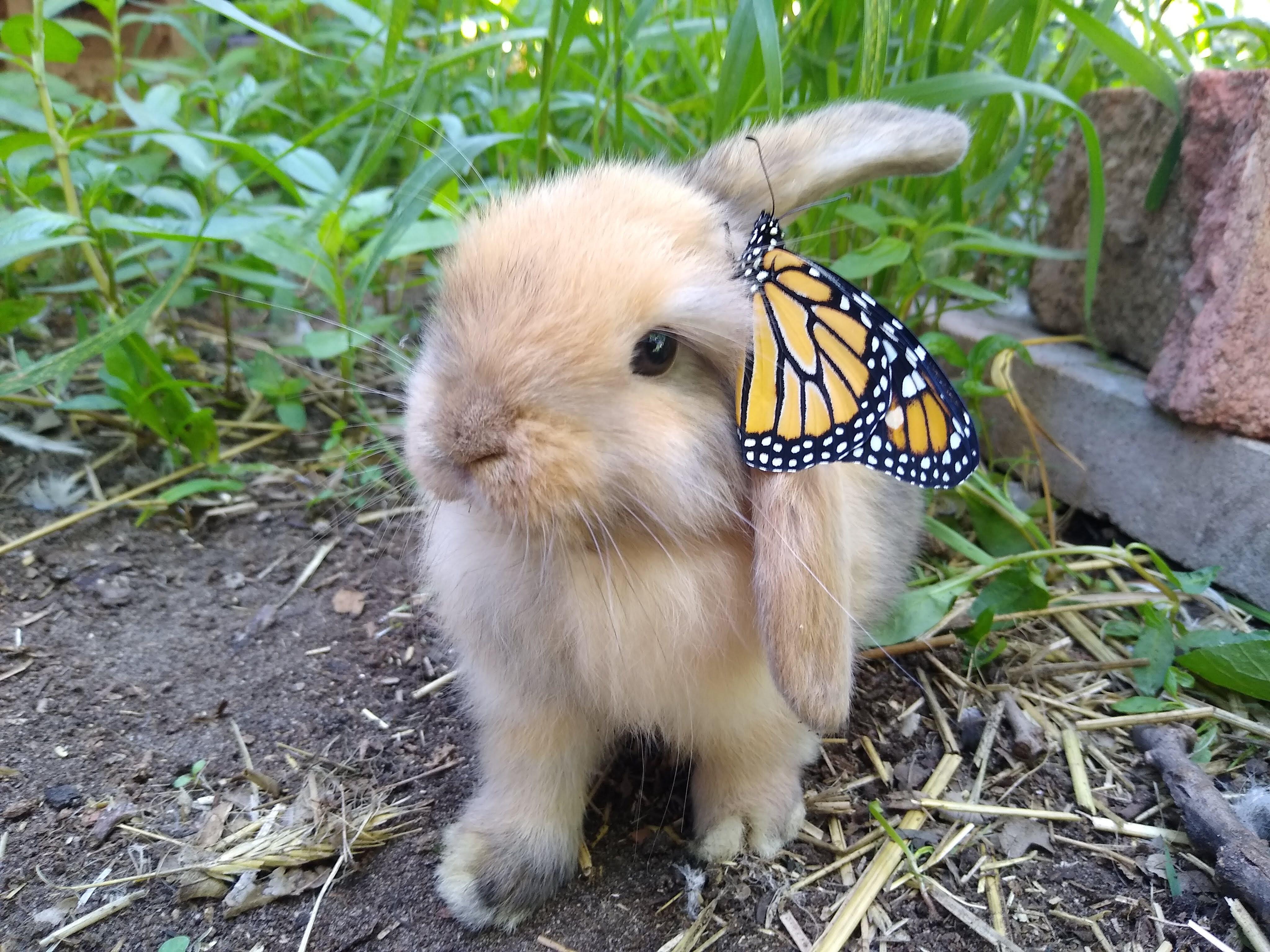 Bunny and the Butterfly r/Rabbits