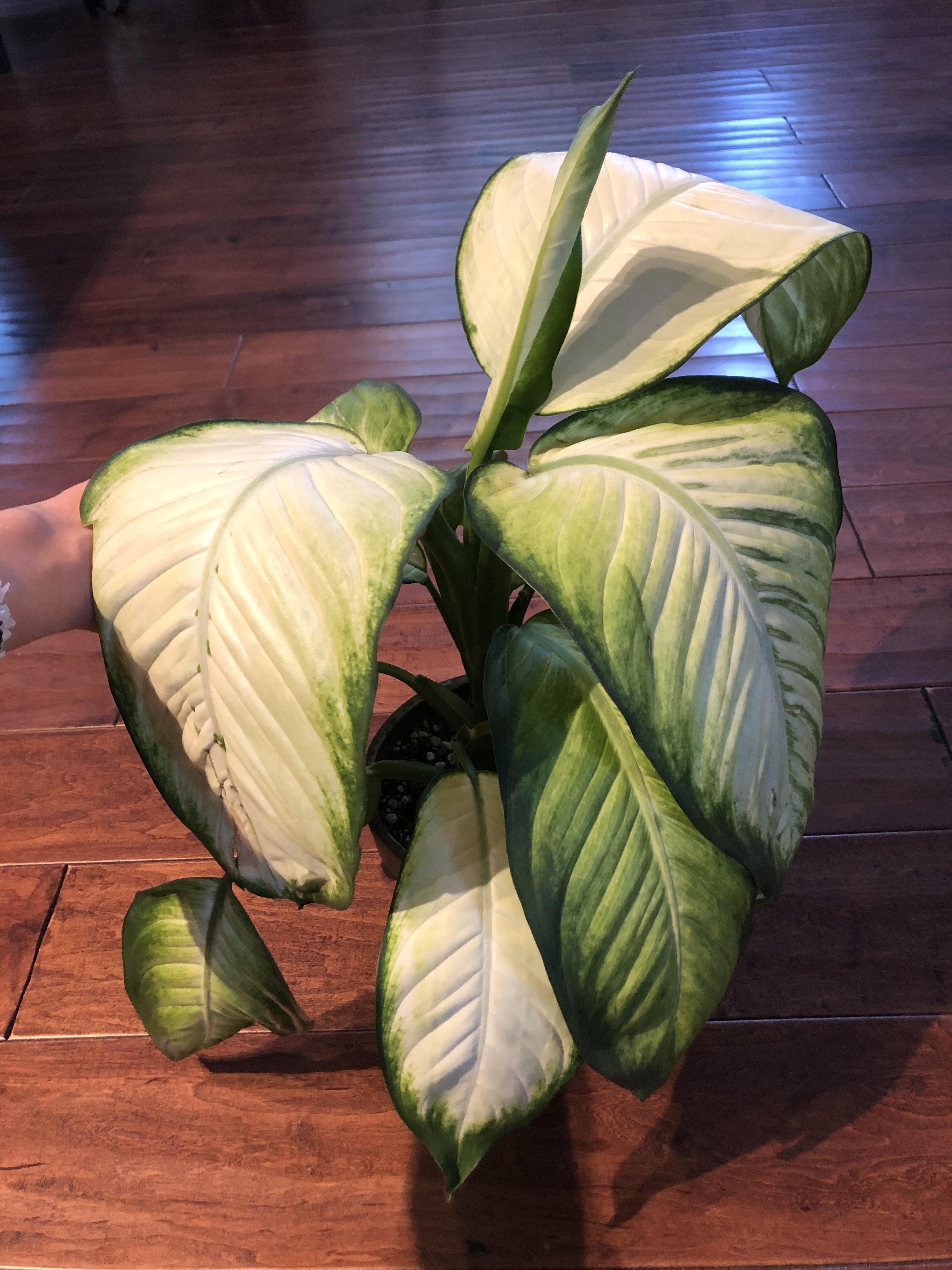 How hot can plants get without being in direct sun? This dieffenbachia