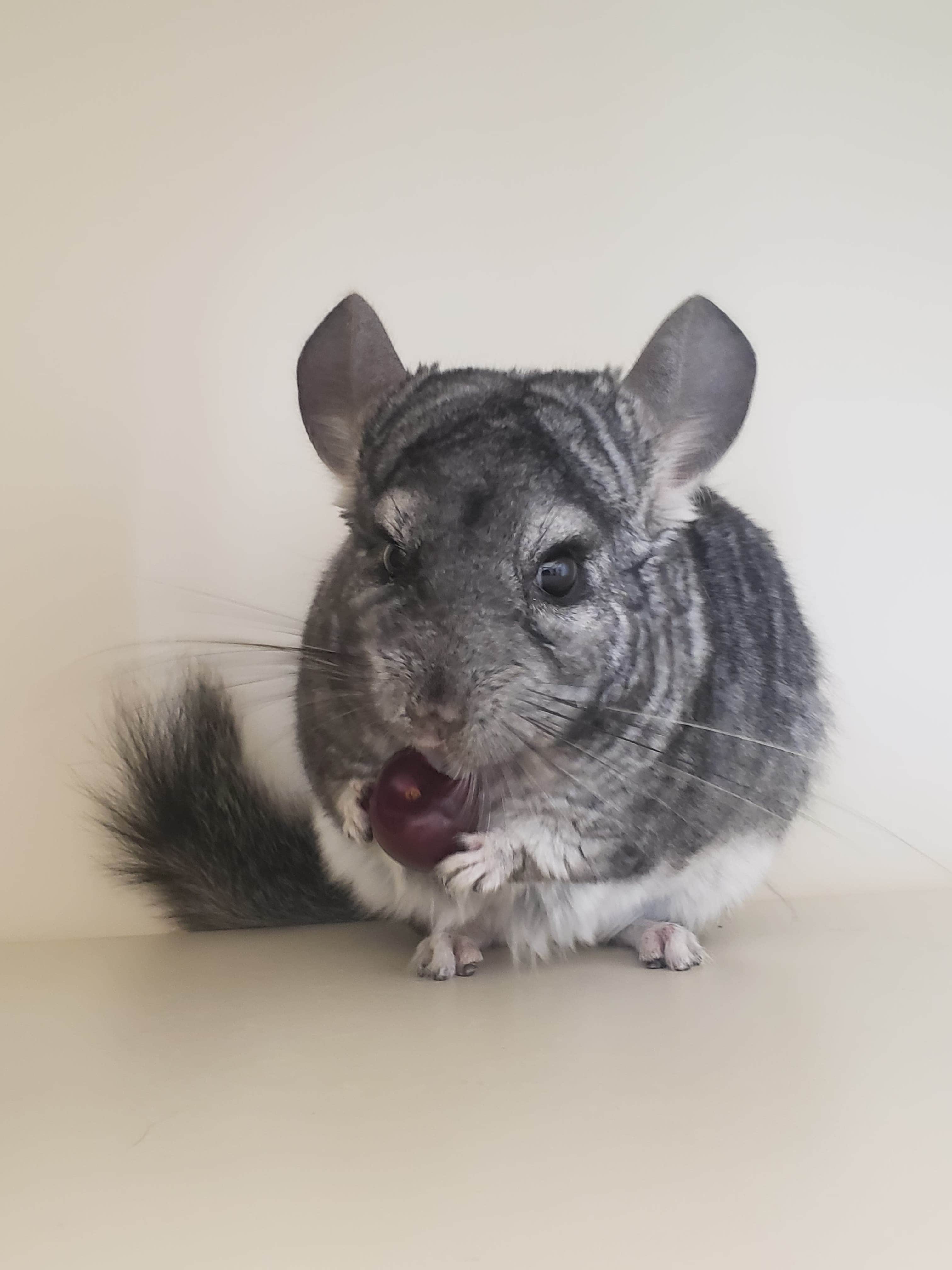 Meet my oldest chinchilla. He passed his first 5