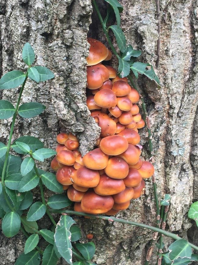Growing on hackberry tree in Kentucky. r/mushroomID