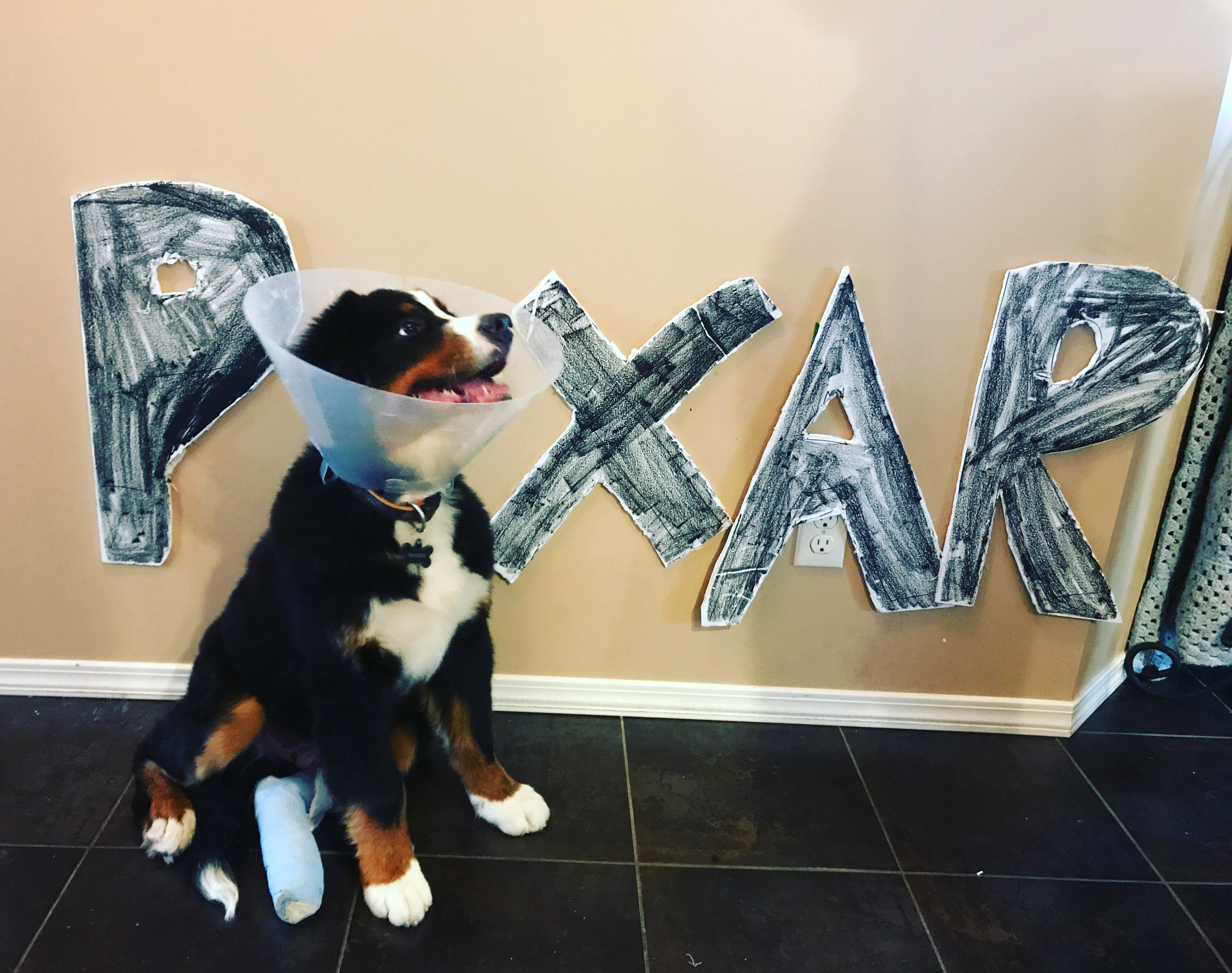 New movie pitch. Injured Berner puppy named Bunsen works on why cats have 9 lives but dogs don't