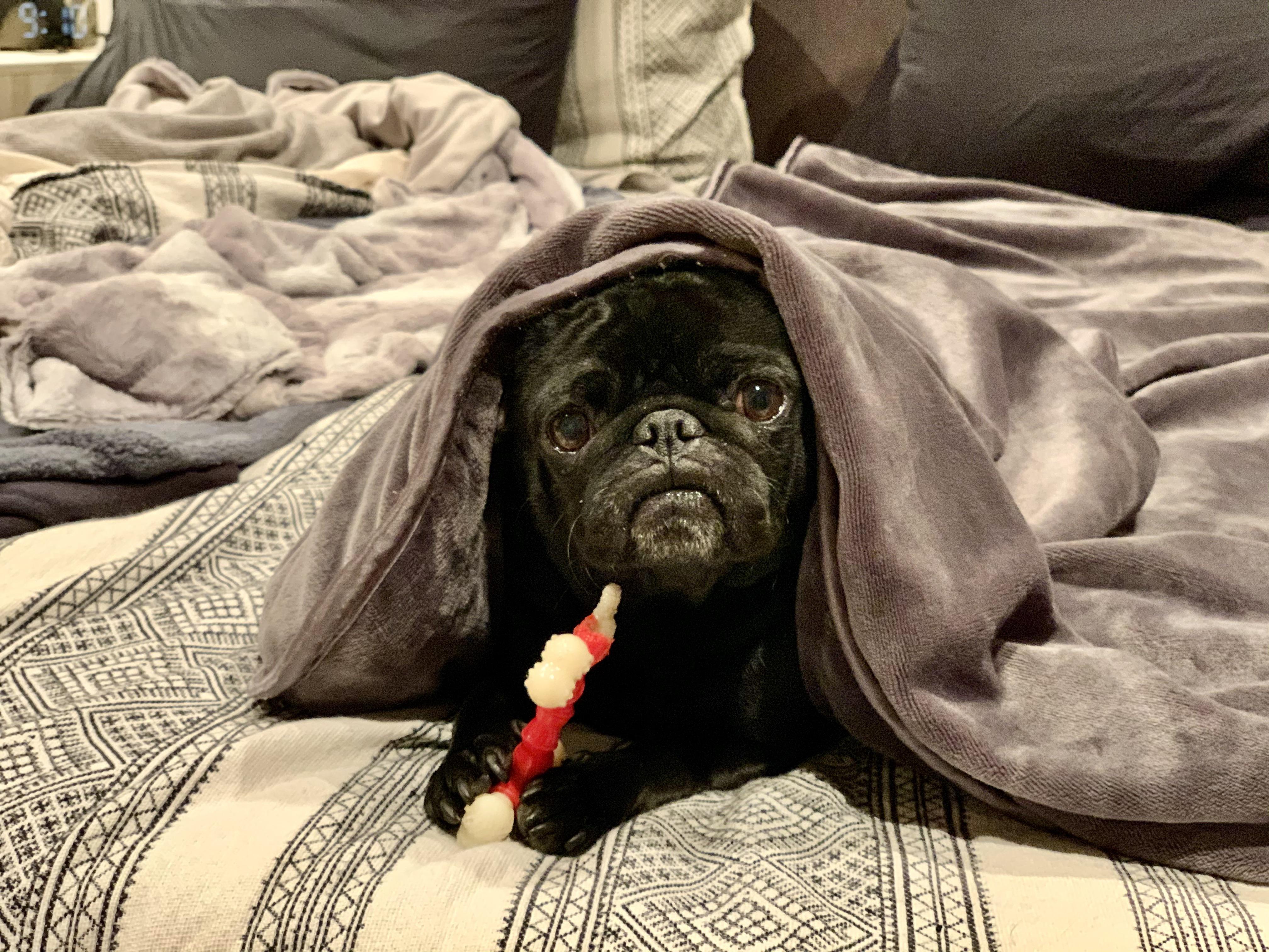 A bone and a gravity blanket is all this one needs. r/pugs