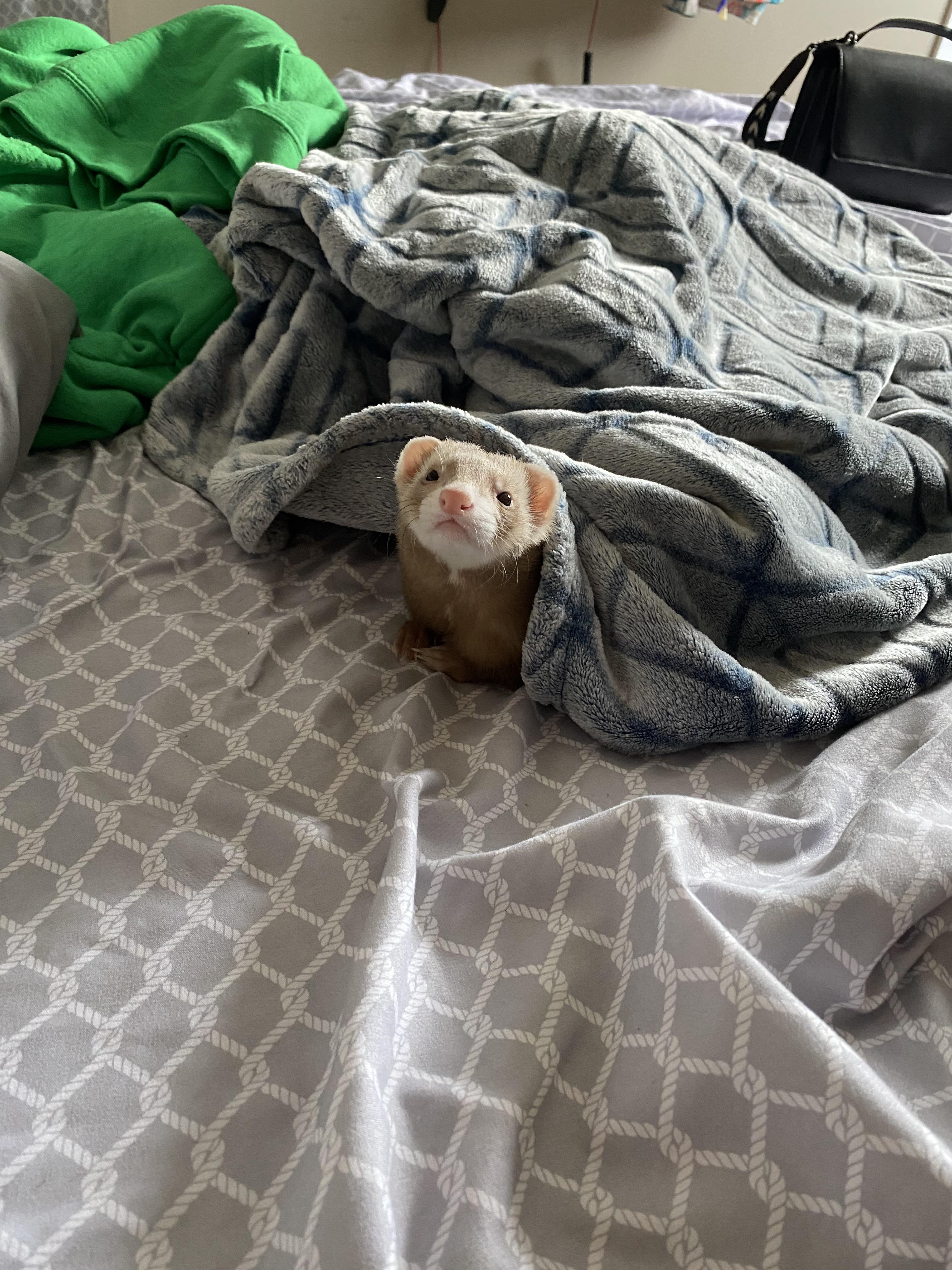 “Geez would you stop calling my name? Im right here under the blankets