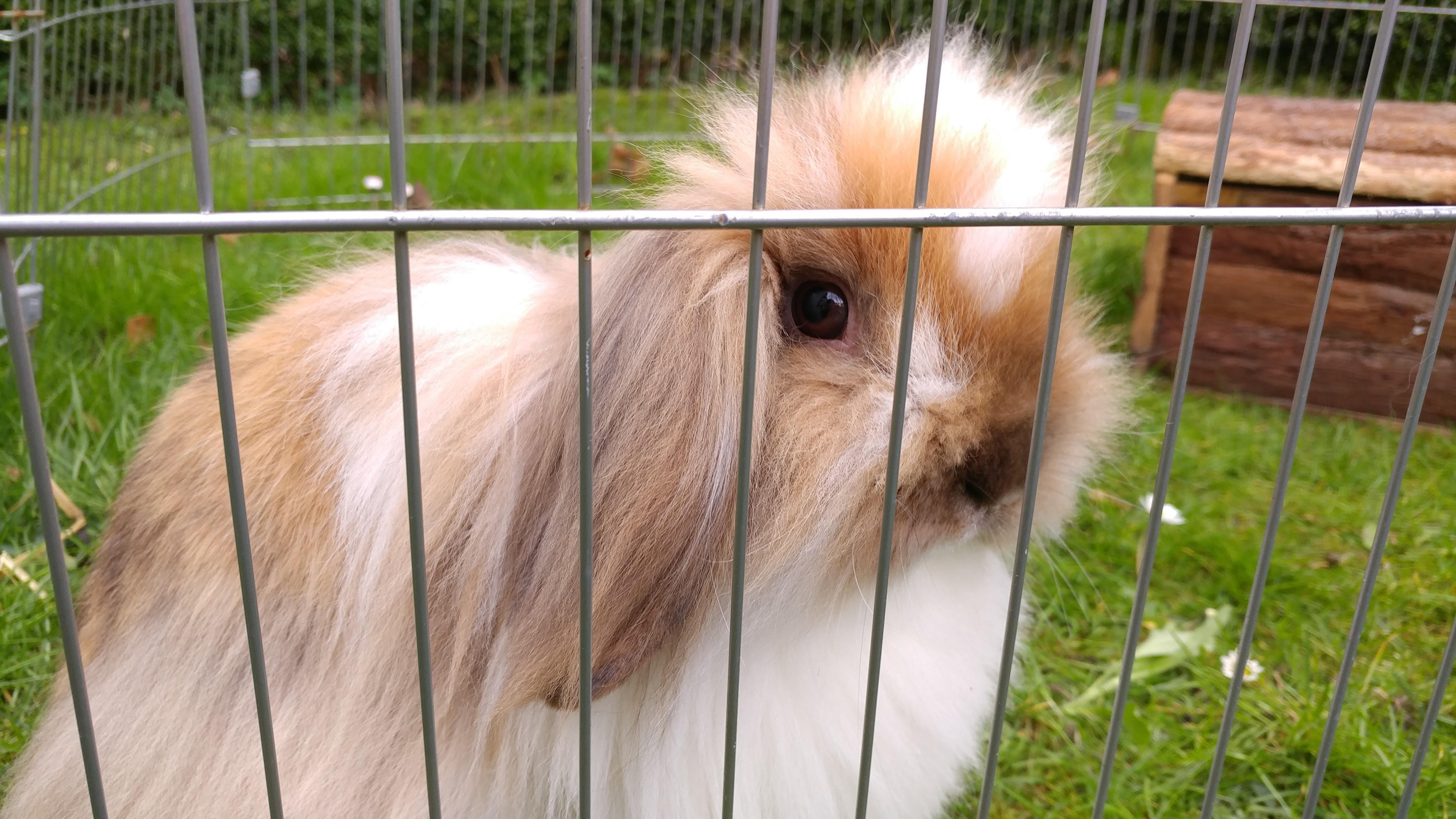 Meet my weirdly unique rabbit Mars! r/Rabbits