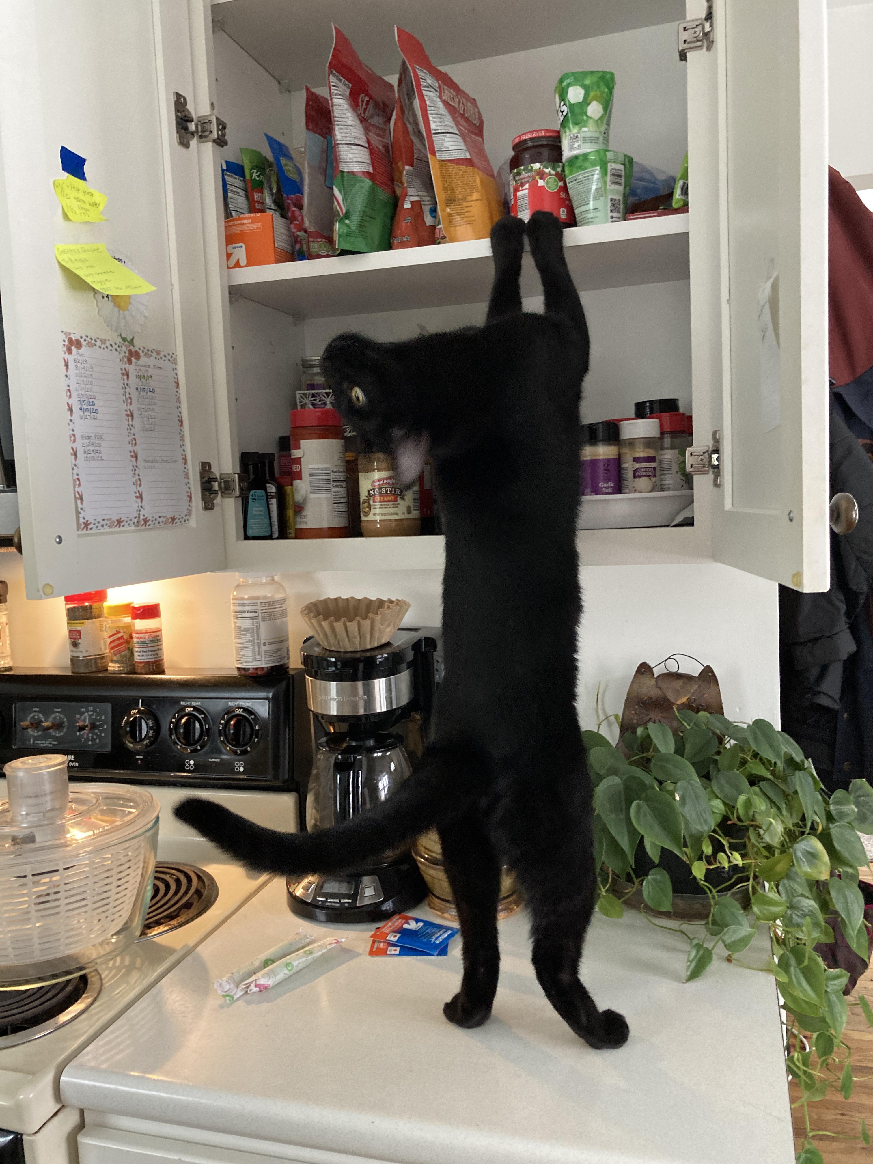 What pose is this? r/blackcats