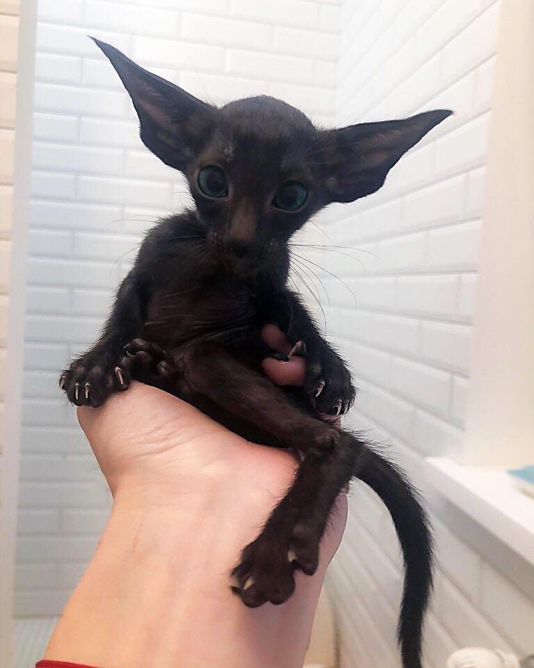 Oriental shorthair cat r/aww