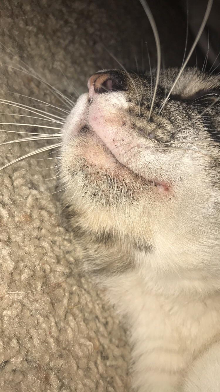 Didn’t realize kitties can get acne ( r/cats