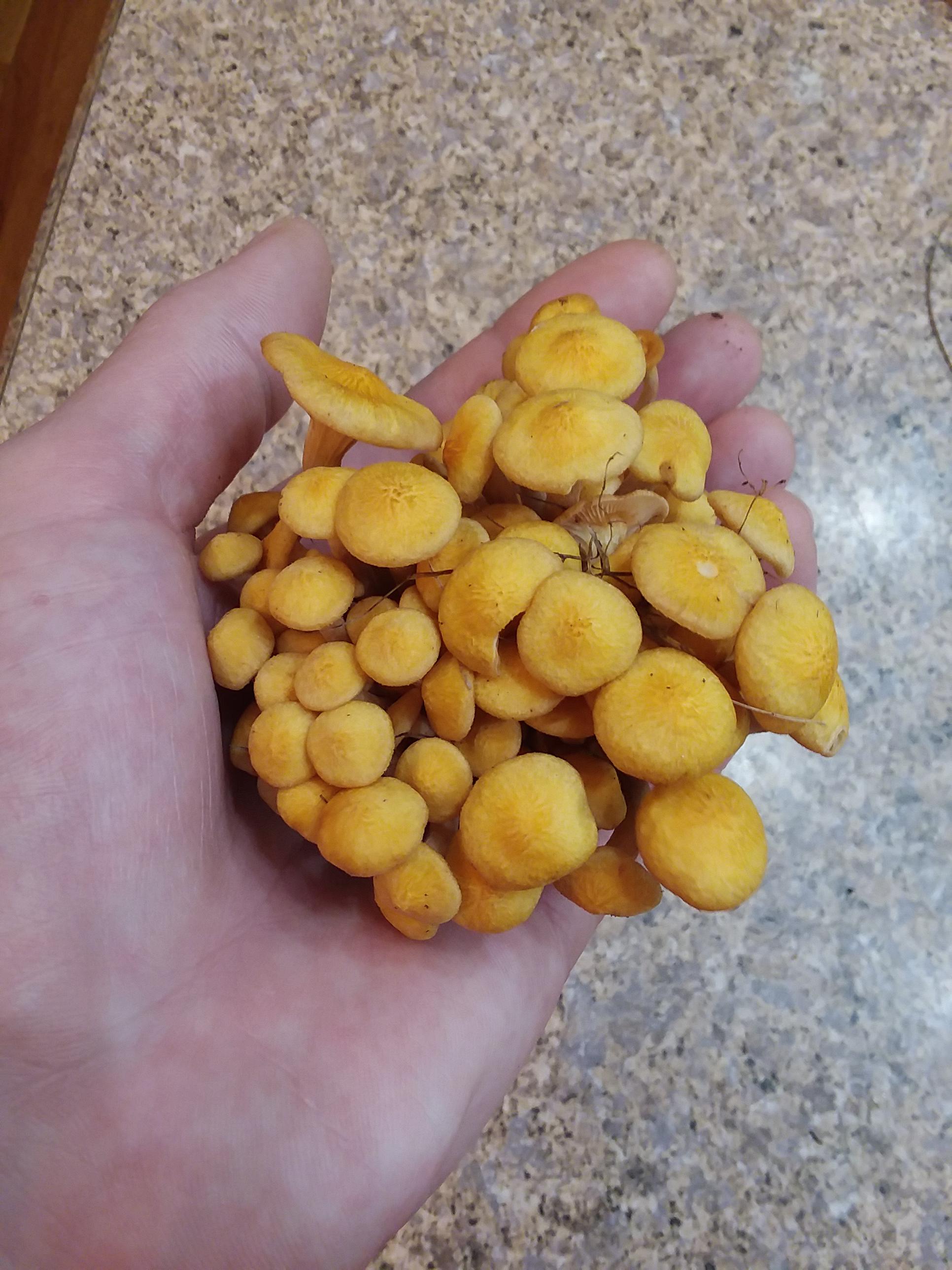 Ringless Honey Mushroom Recipe