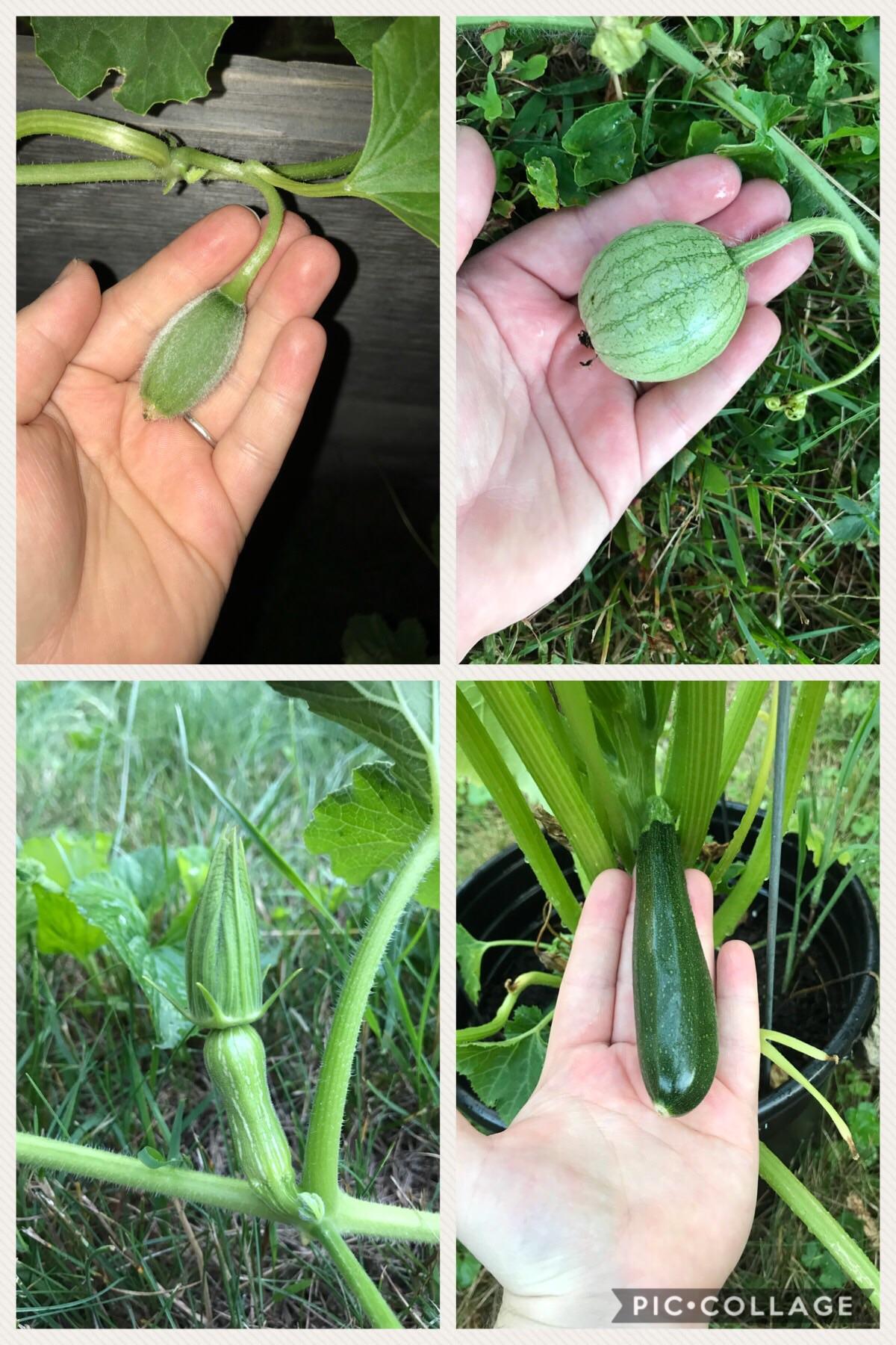 Cantaloupe, watermelon, butternut squash, and zucchini r/gardening