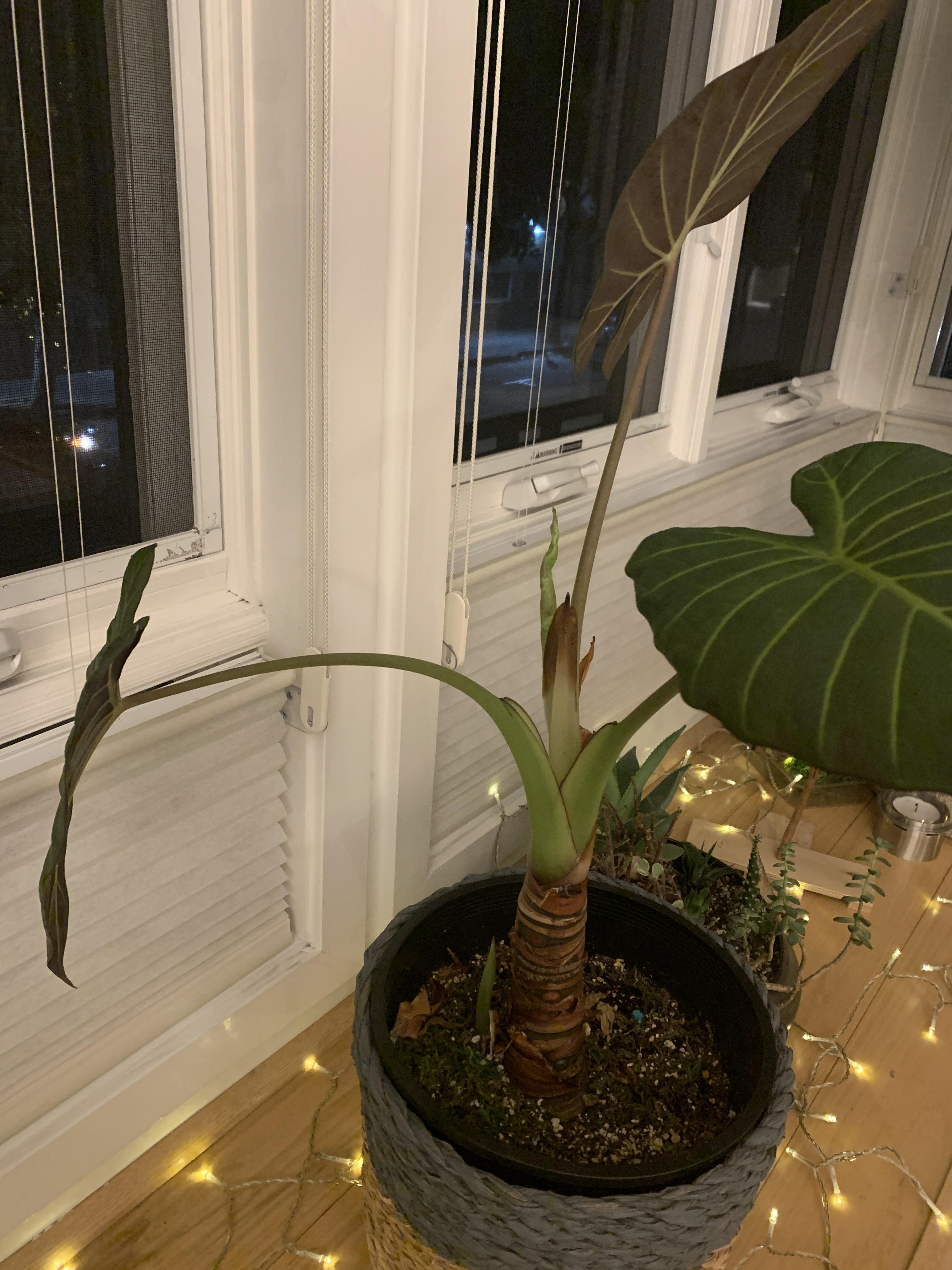 Elephant ear will only grow three leaves at a time. New growth happens