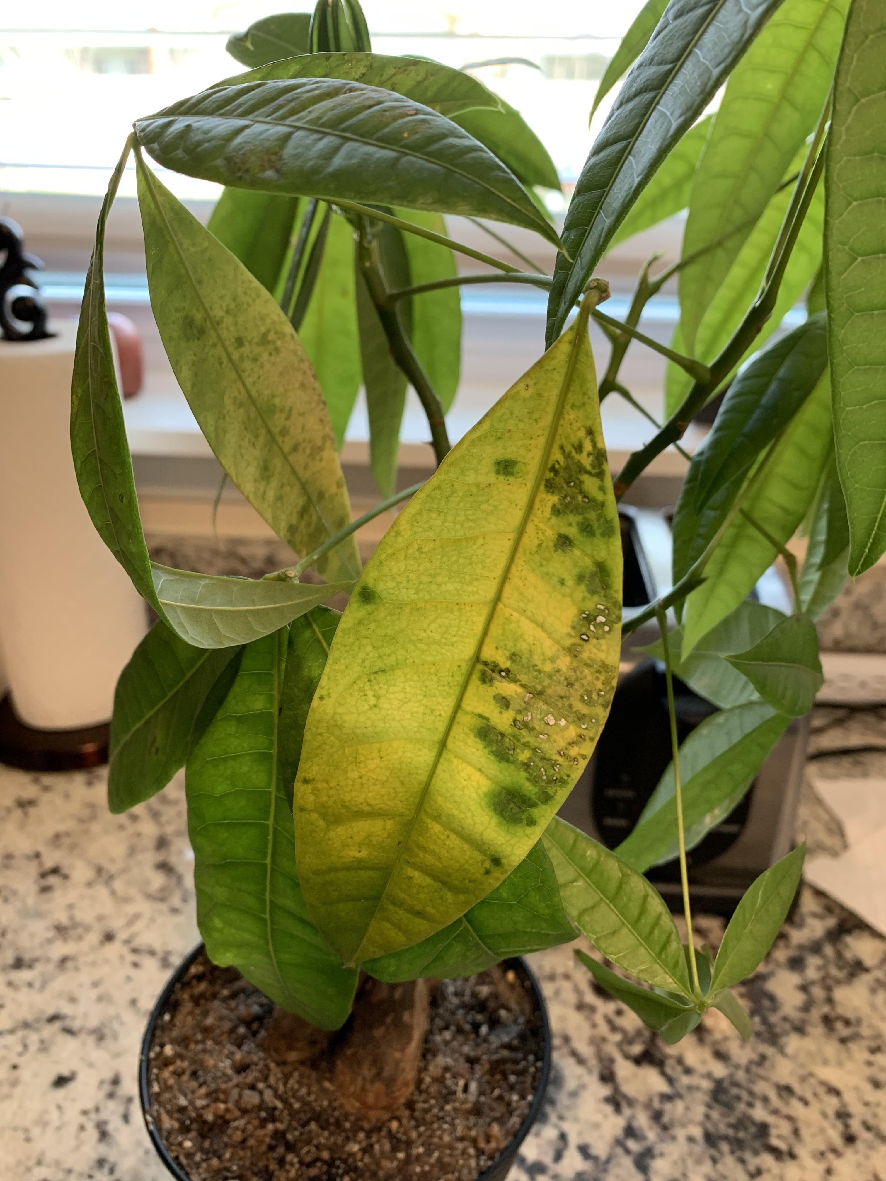 Money tree leaf discoloration. I have it in a south facing window and