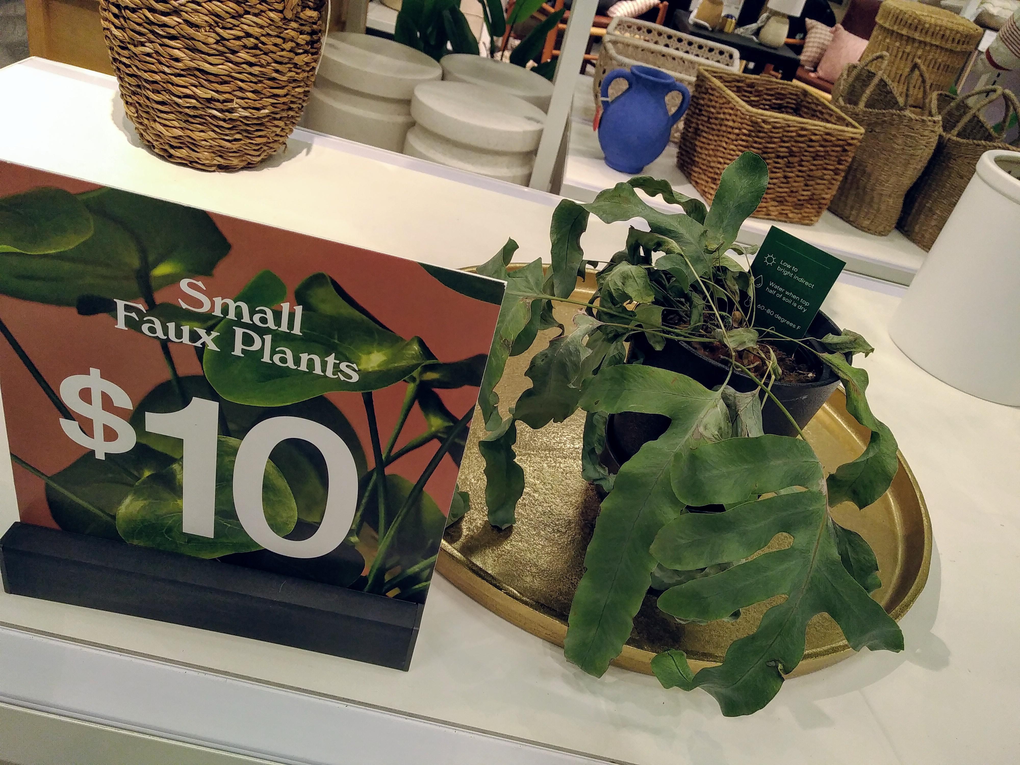 Target's getting real authentic with their faux plants... r/plants