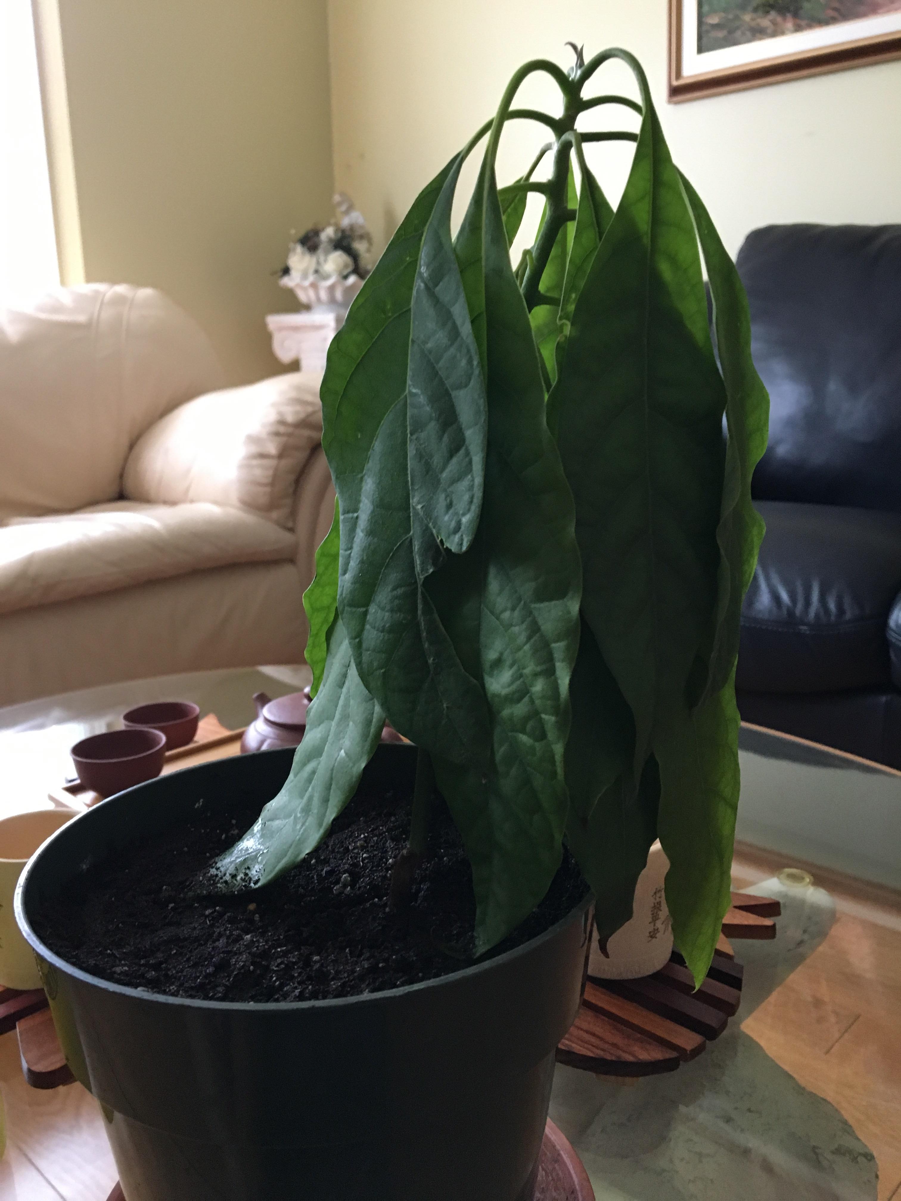 Help with avocado plant! What should I do to fix the droopy leaves