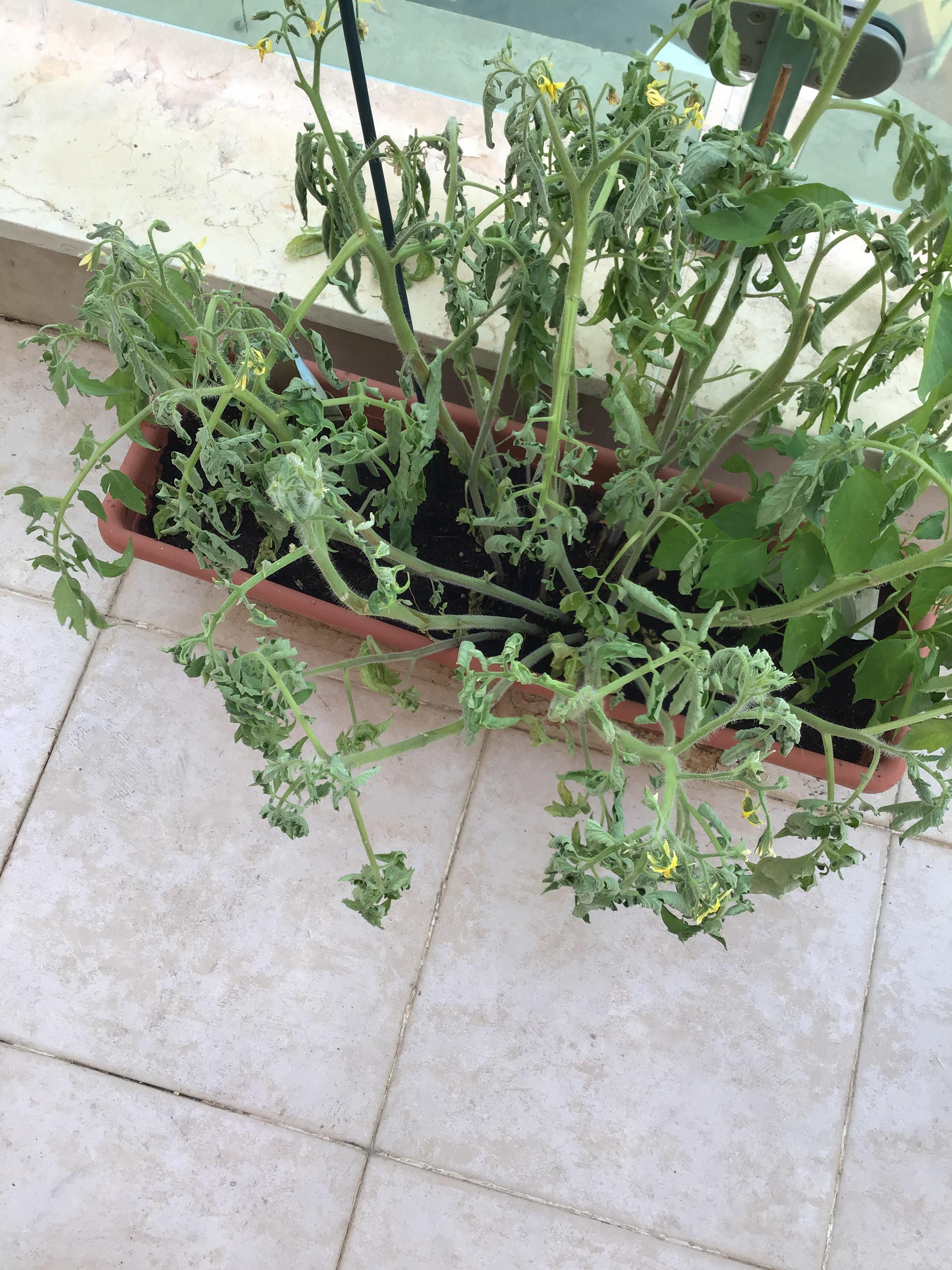My dying tomato plants, can I revive them? Where did I mess up? r