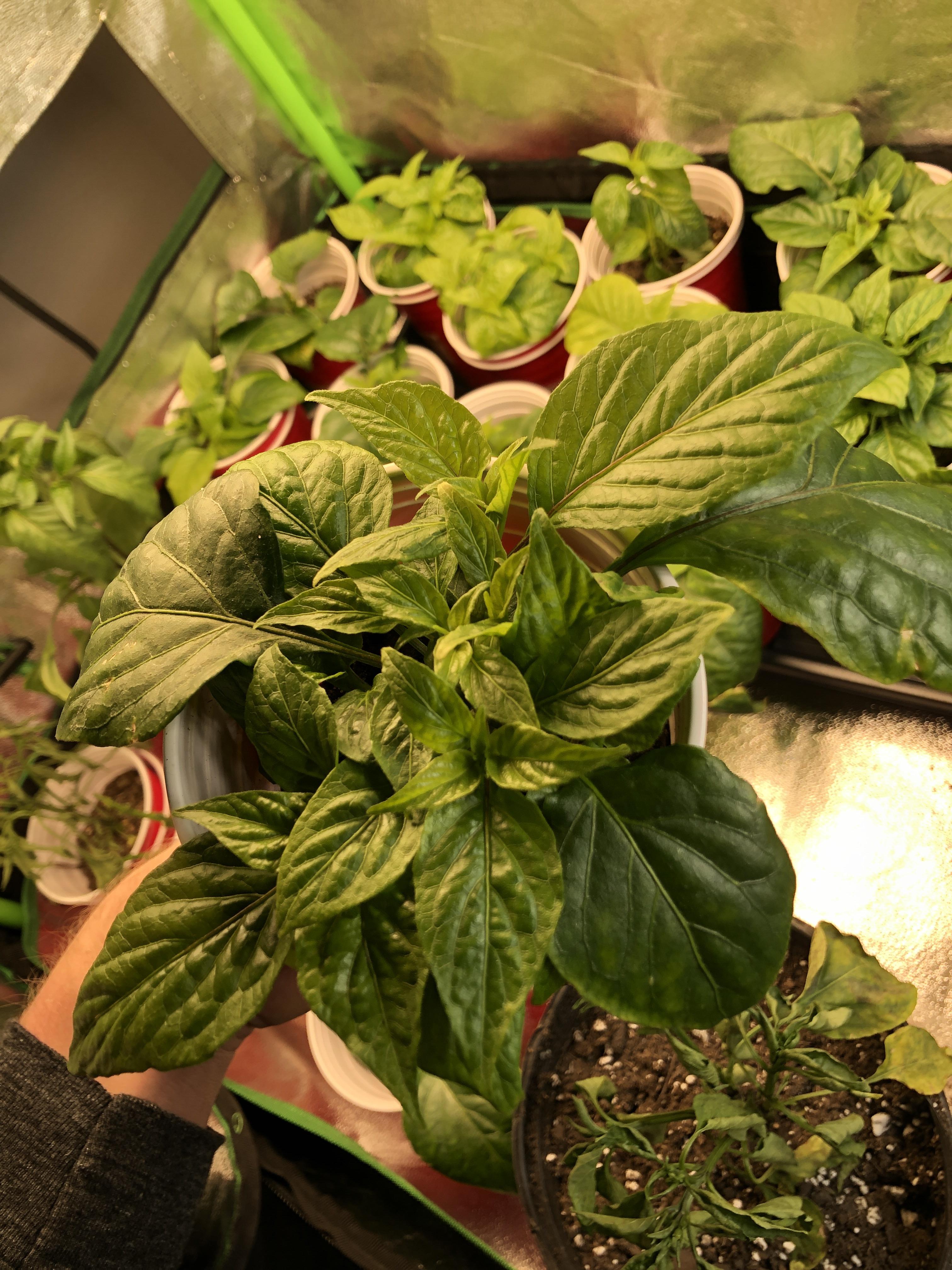 Topped this ghost pepper young and it’s it’s going crazy with shoots