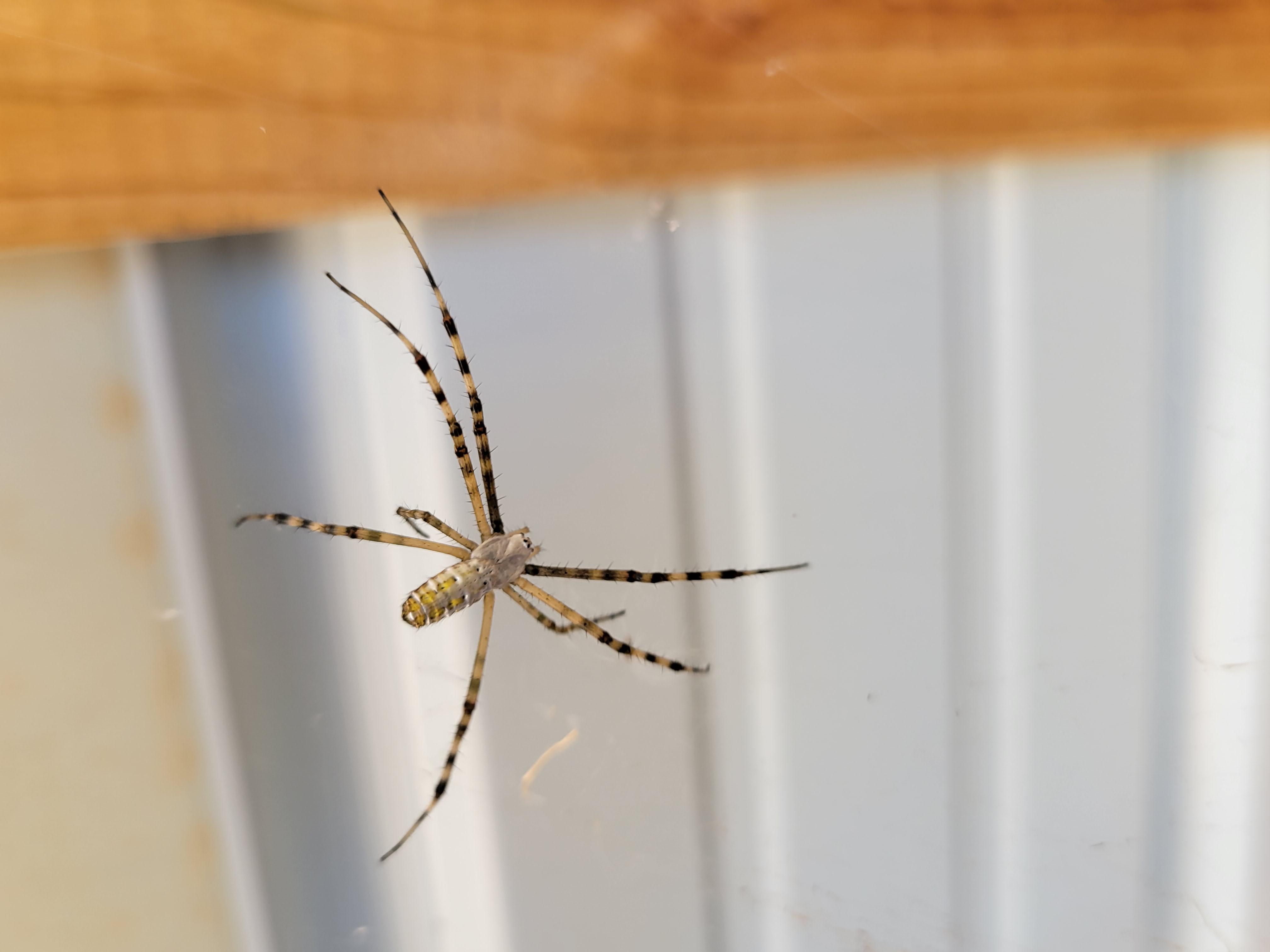 Can anyone help me ID this spider? if you can tell me it's gender that'd be great too! Found in