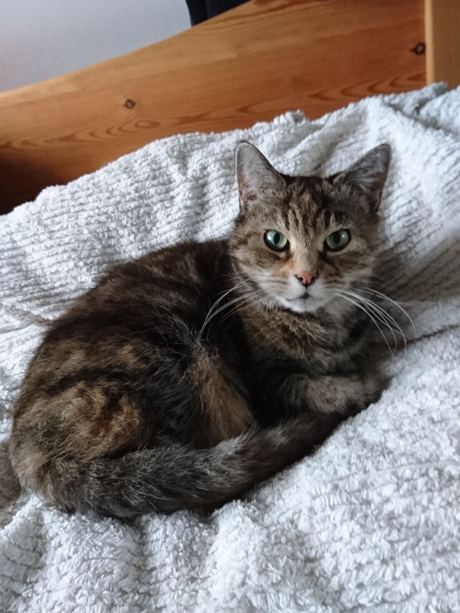 Adorable Cats Only cats