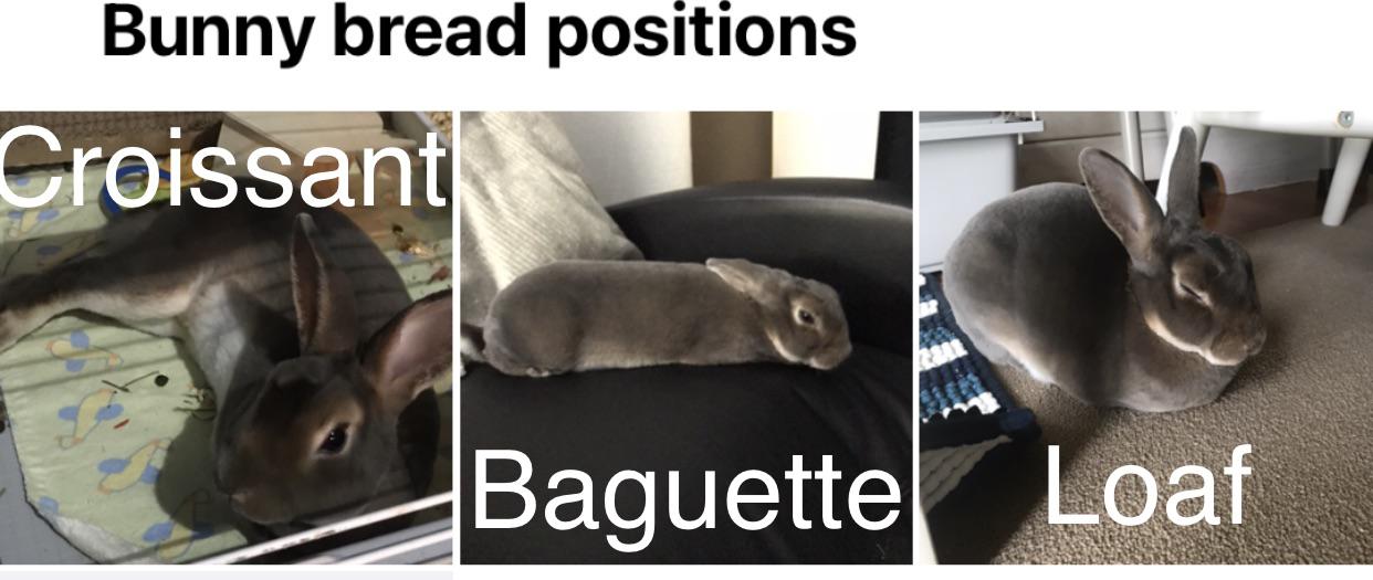 Bunny bread positions r/Rabbits