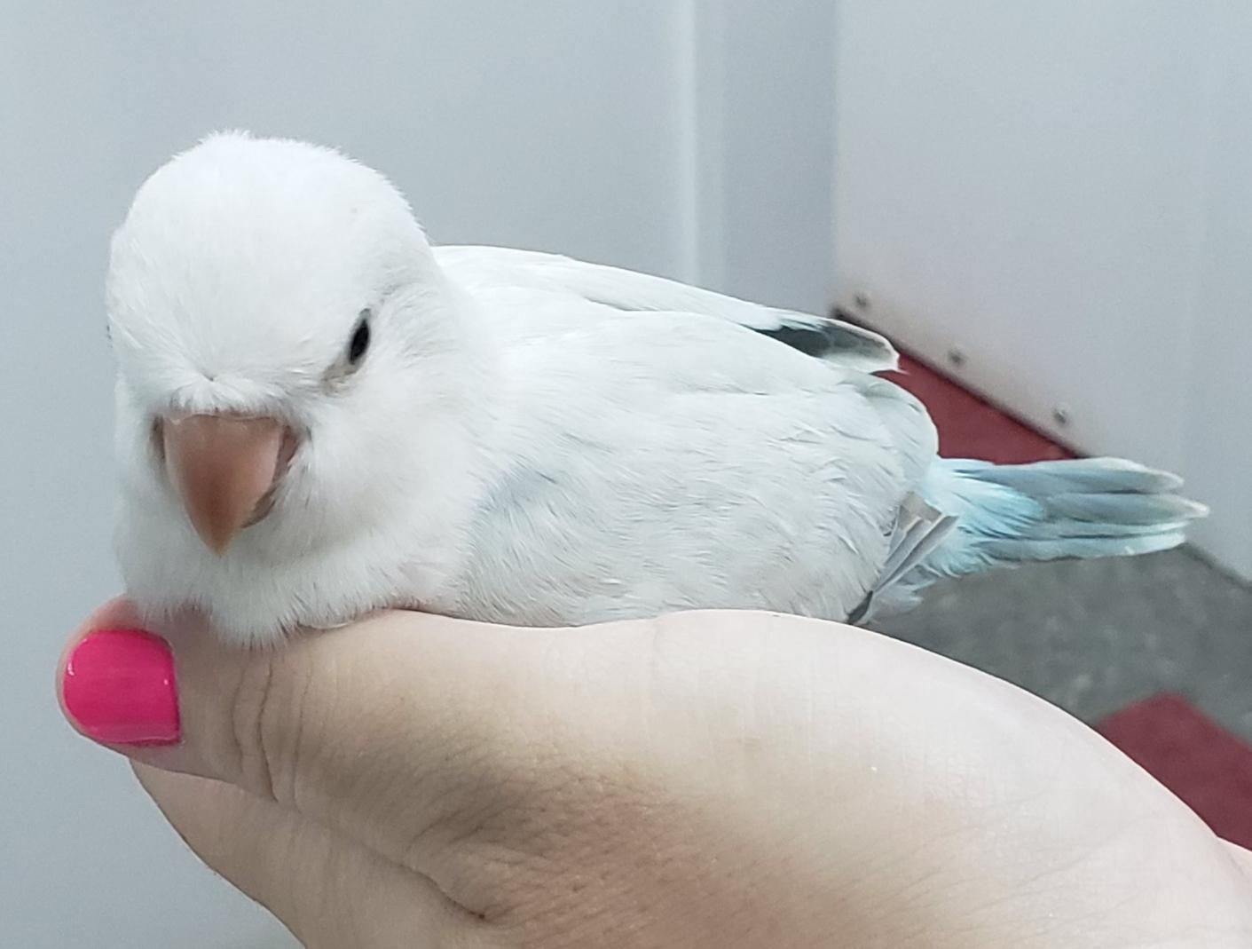 Here's another picture of my new Blue Crossover Quaker baby. I went back to visit a second time