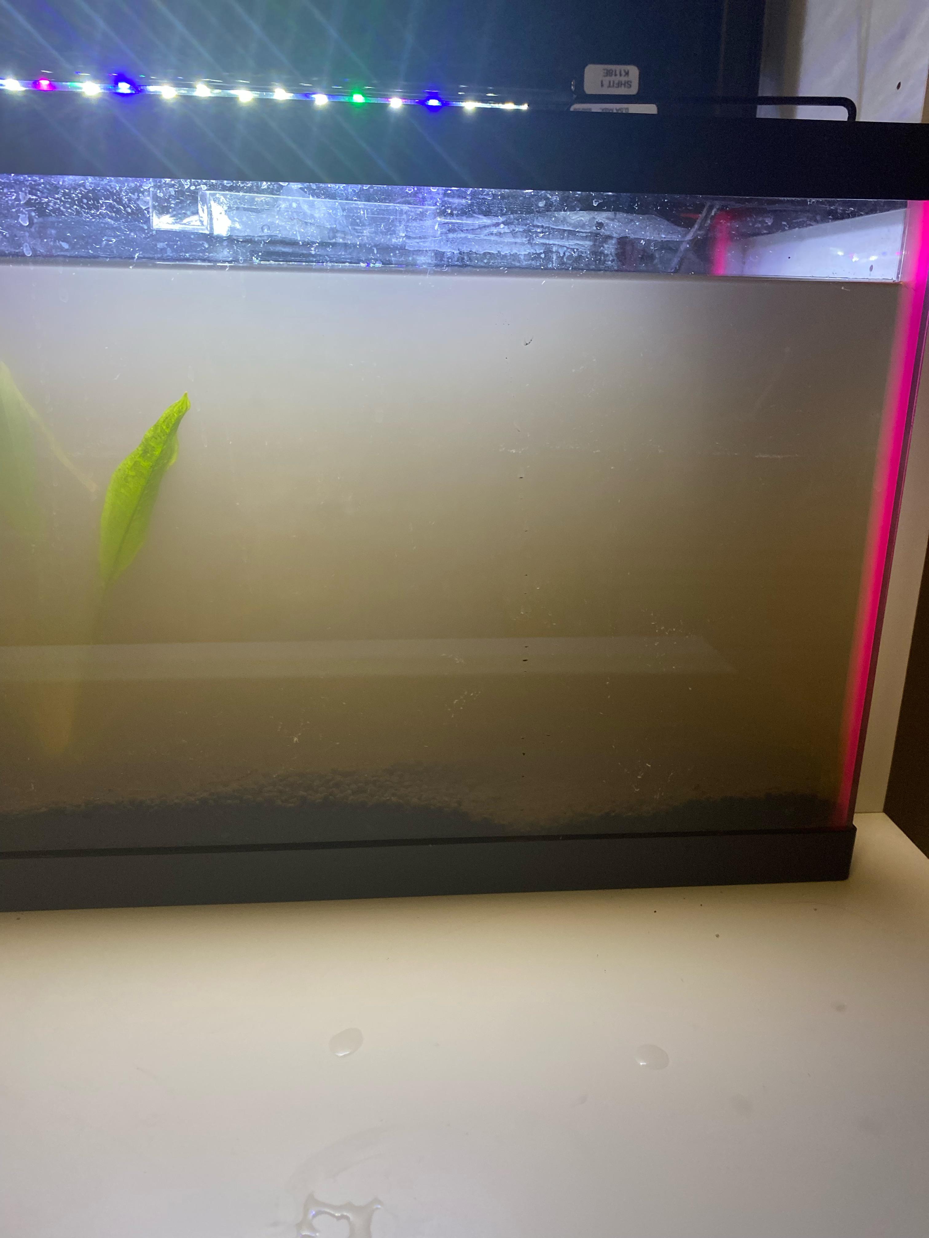 murky tank i’ve never used substrate before and it made my water