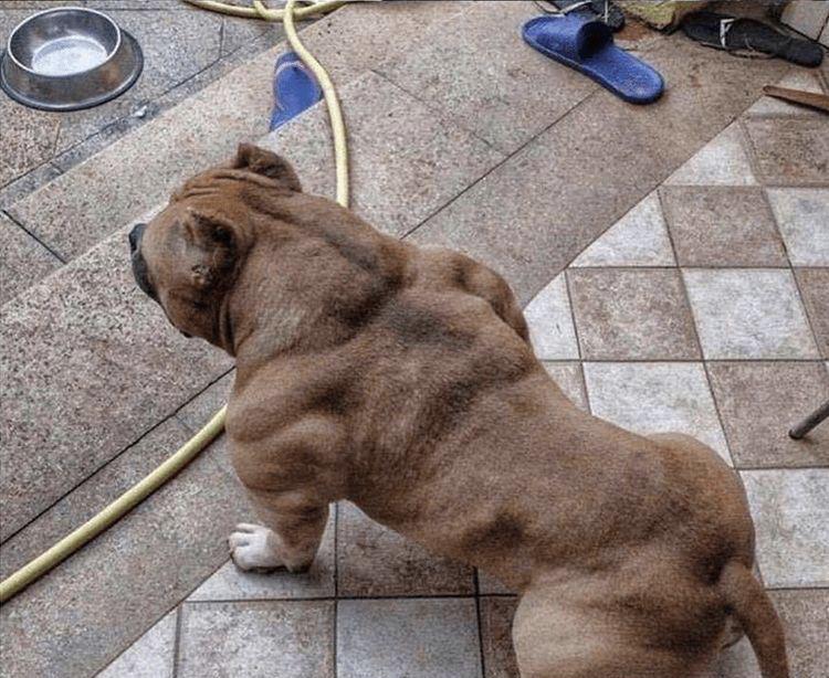 Buff dog aww