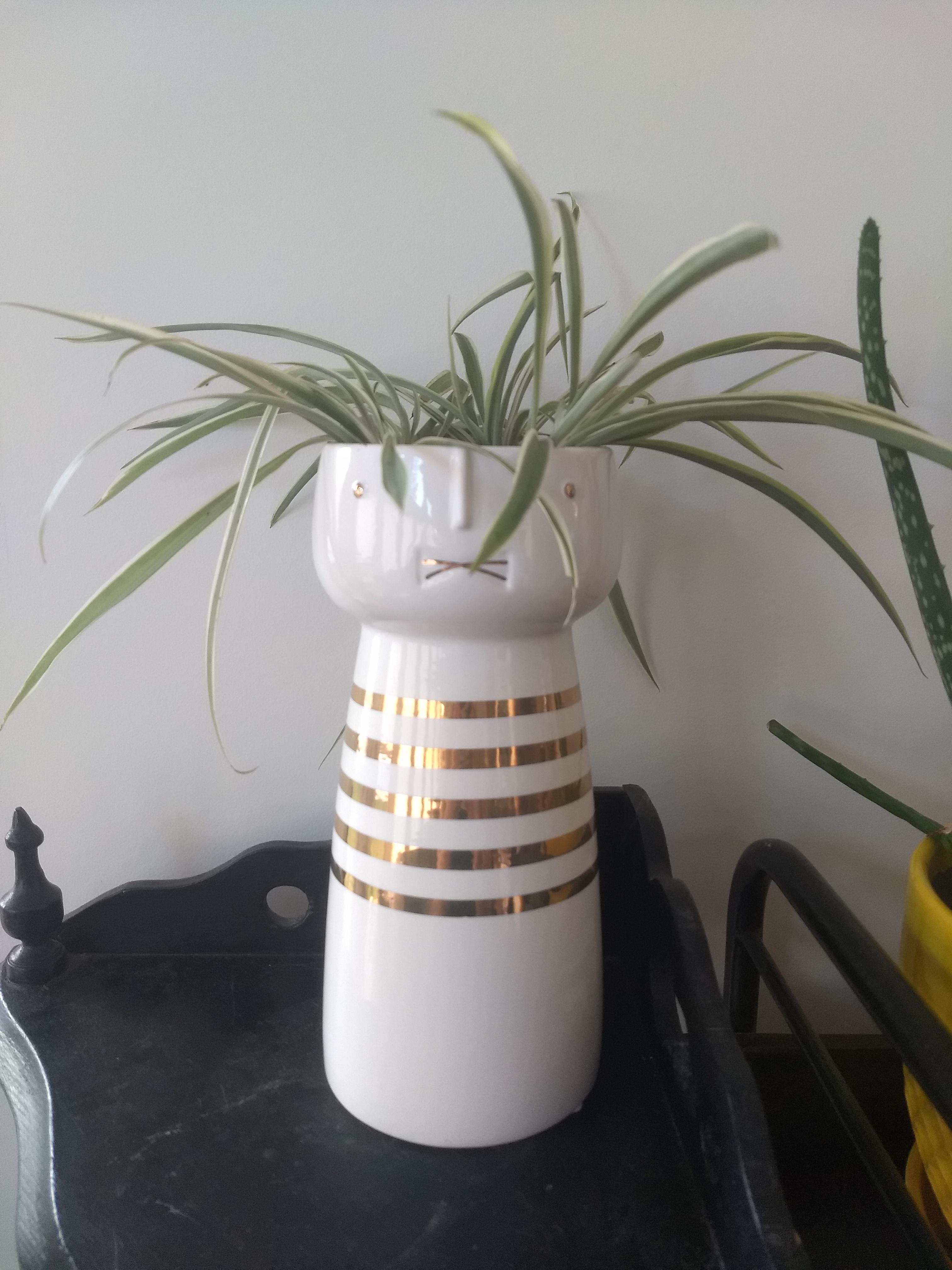 I got the perfect pot for my new spider plant babies!