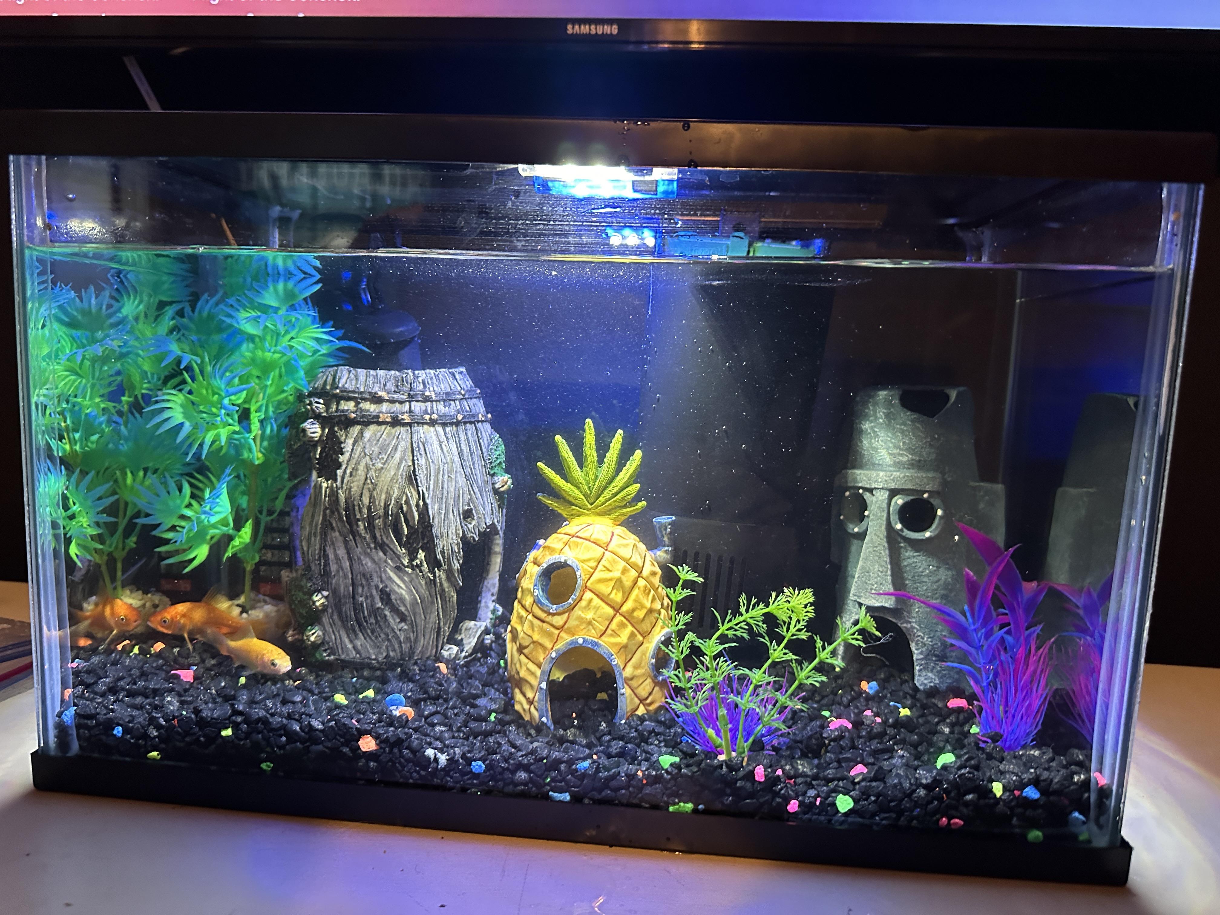 How to Keep Fair Goldfish Alive Fishro