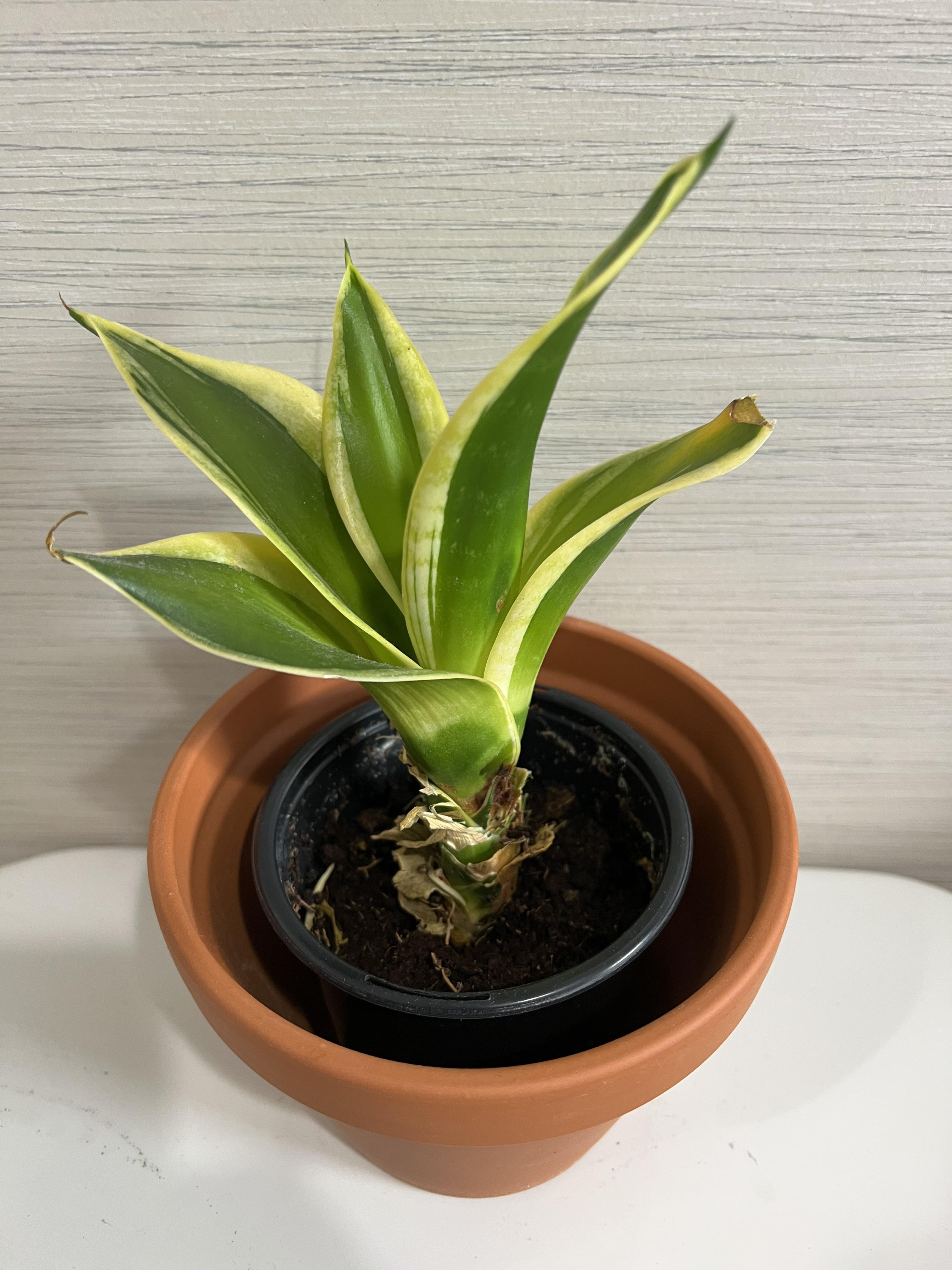 Snake plant lost some lower leaves (they wilted and turned brown), can
