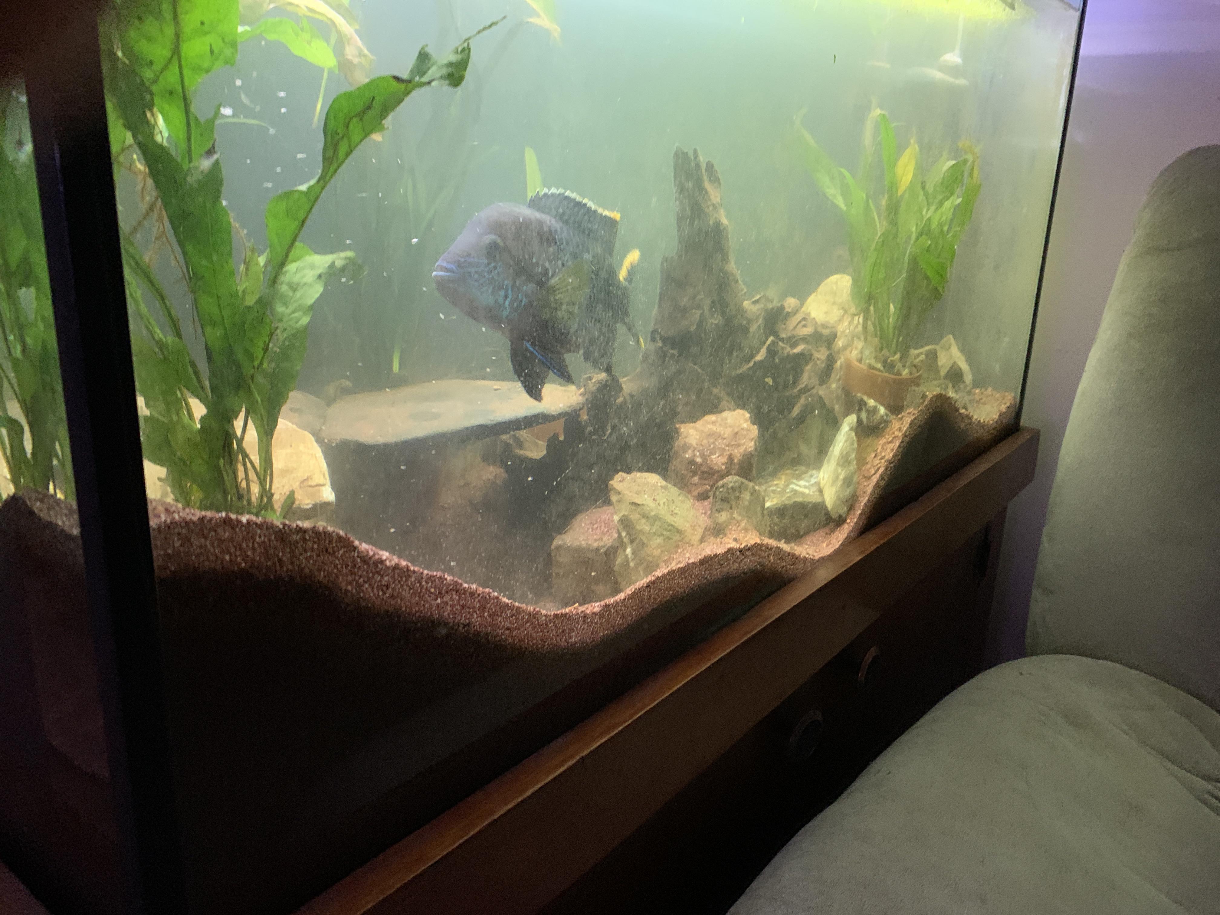 River, my Rivulatus, making mountains! r/Aquariums