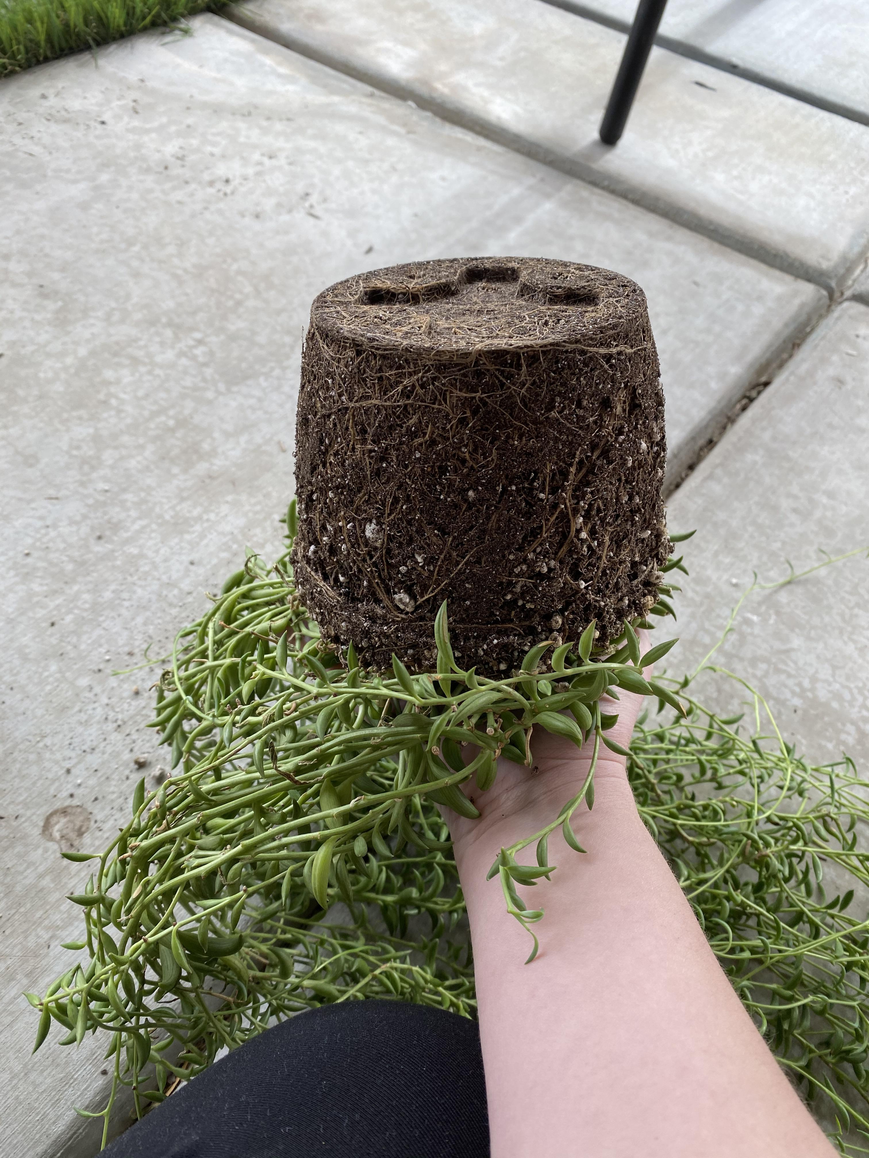 I was told these have shallow roots and not to bottom water. I was not